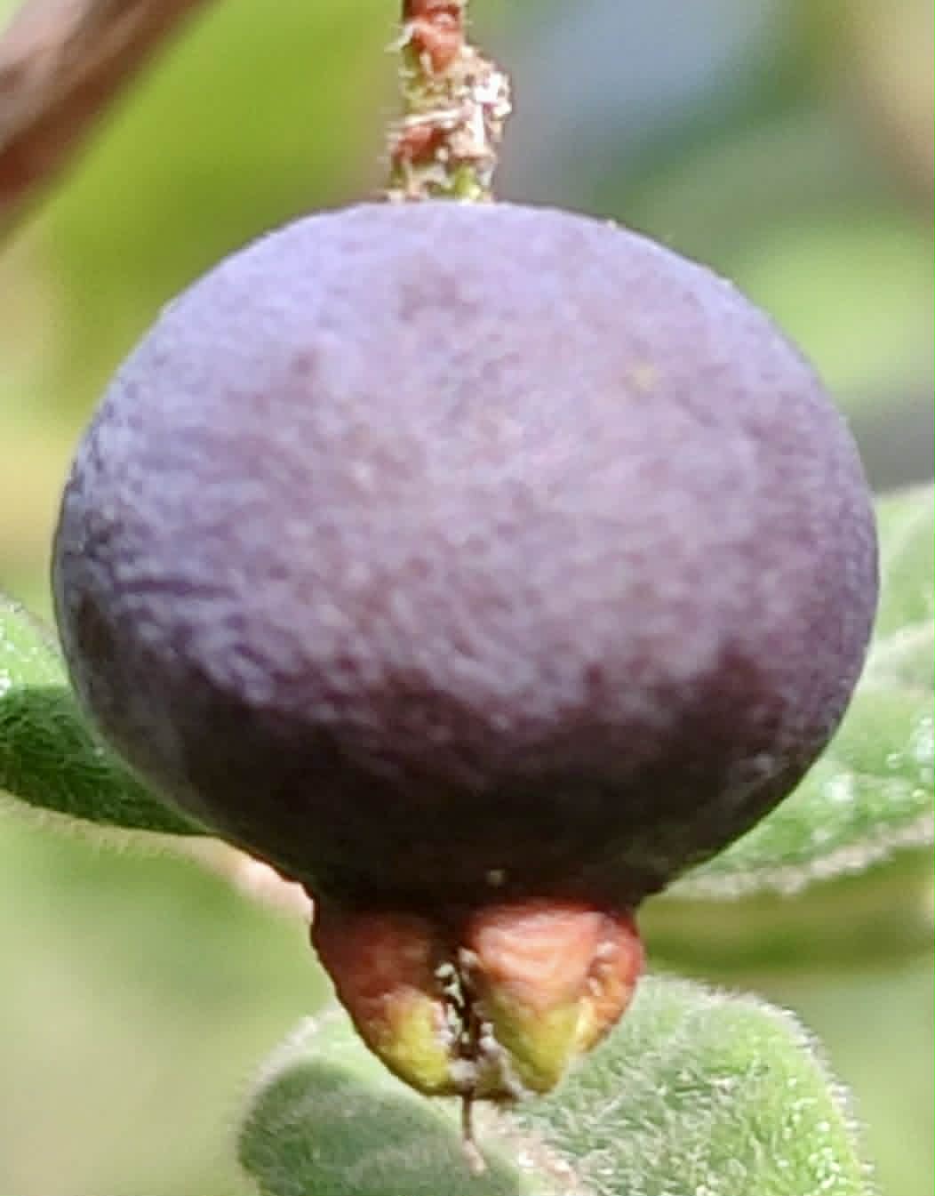 Campomanesia eugenioides var desertorum -  1 fresh seed / 1 frischer Samen