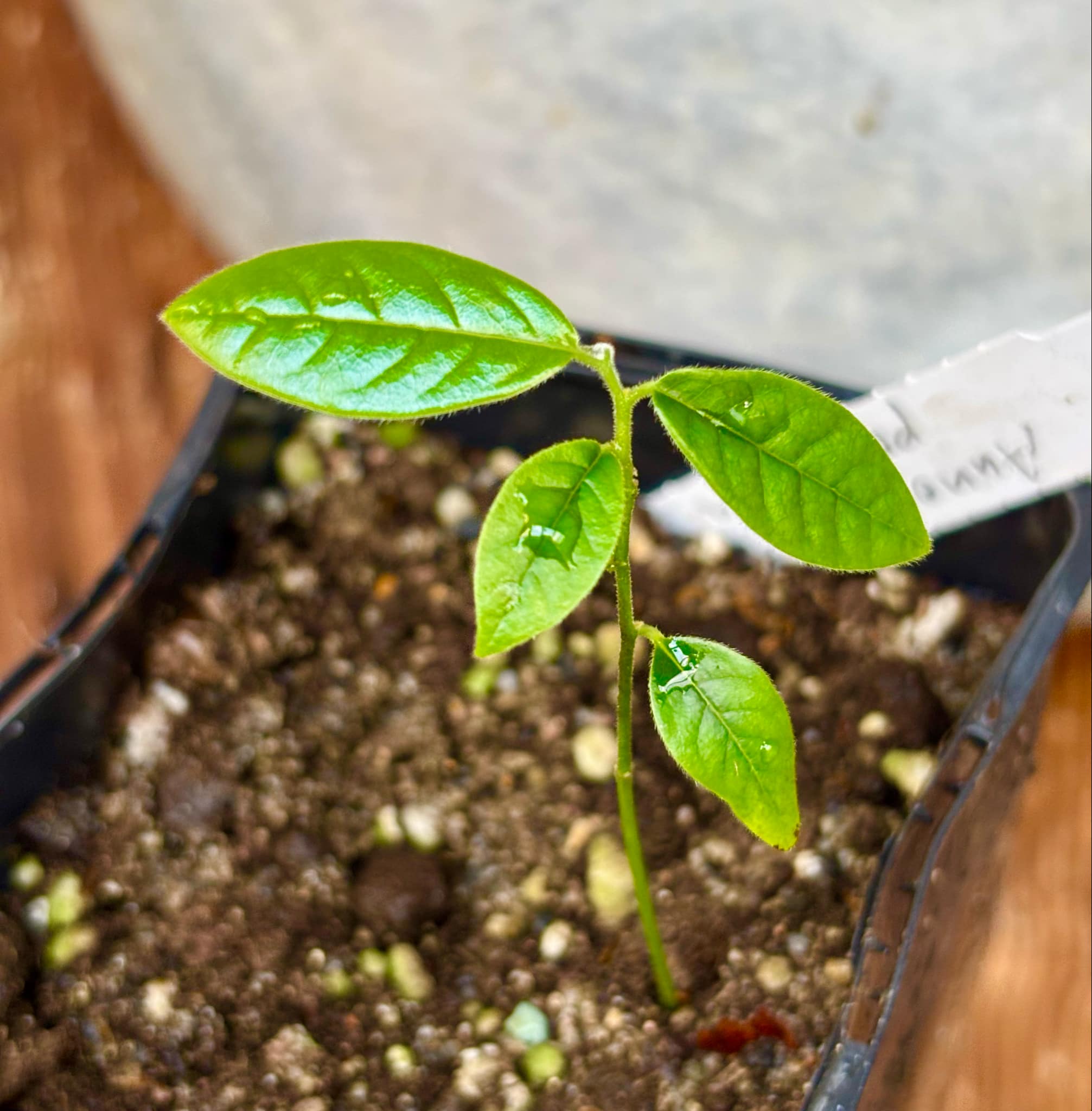 Annona primigenia - 1 small potted seedling / 1 kleiner, getopfter Sämling