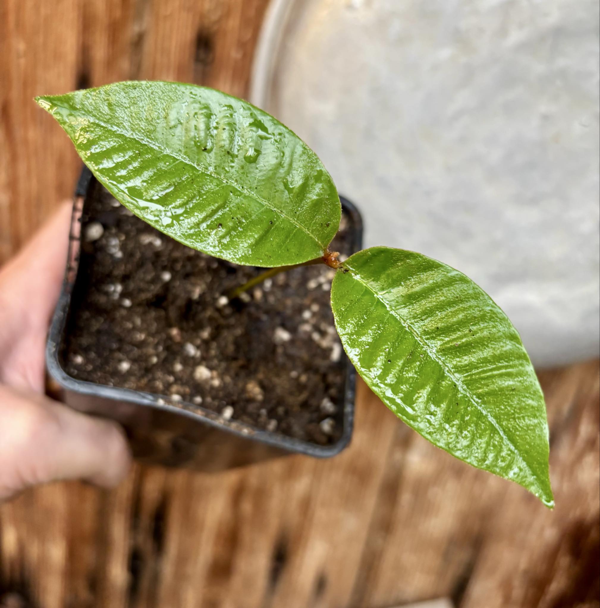 Ecclinusa sp Doce - 1 potted seedling / 1 getopfter Sämling