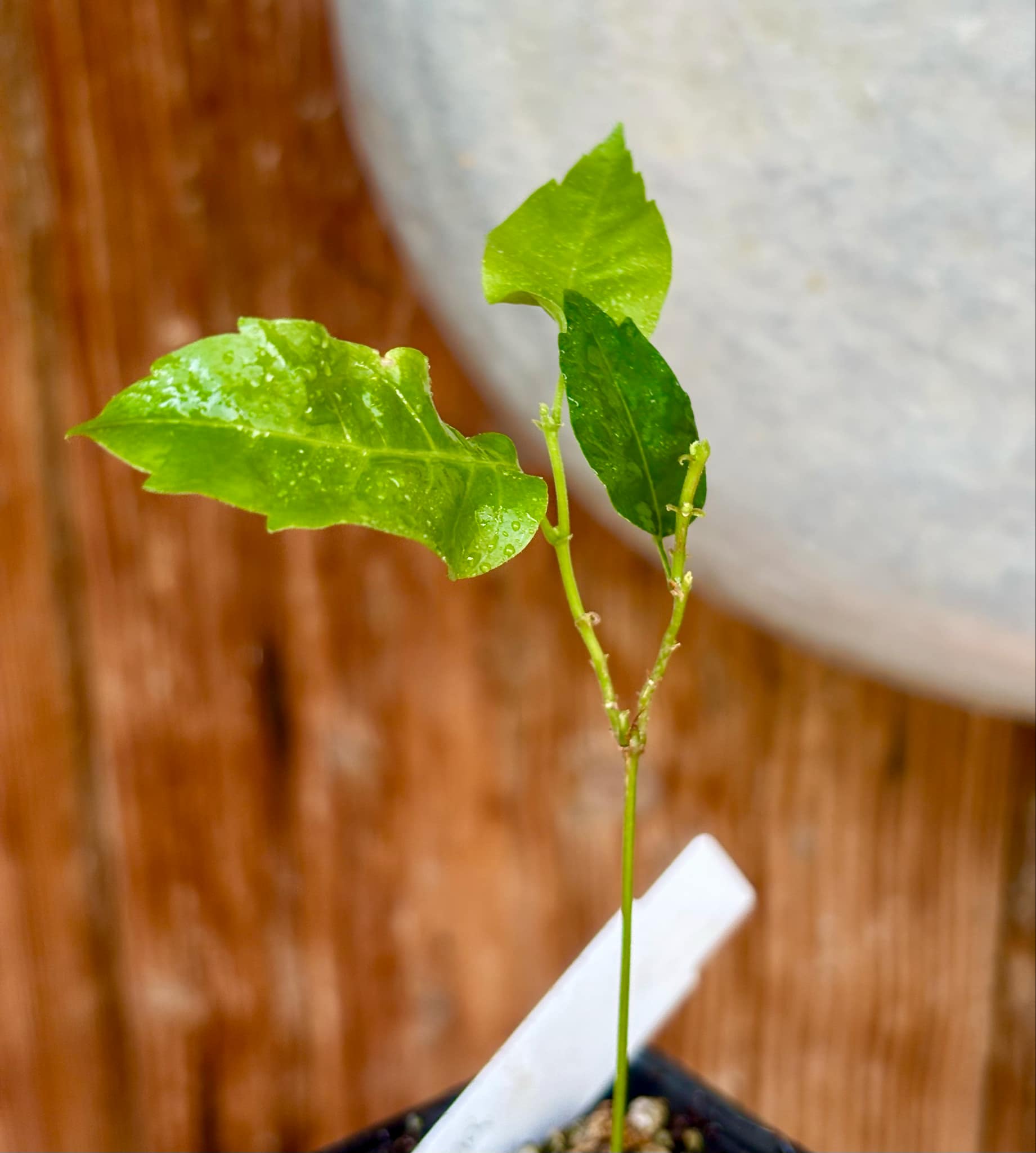 Guaraná (Paullinia cupana) - 1 small potted seedling / 1 kleiner, getopfter Sämling 