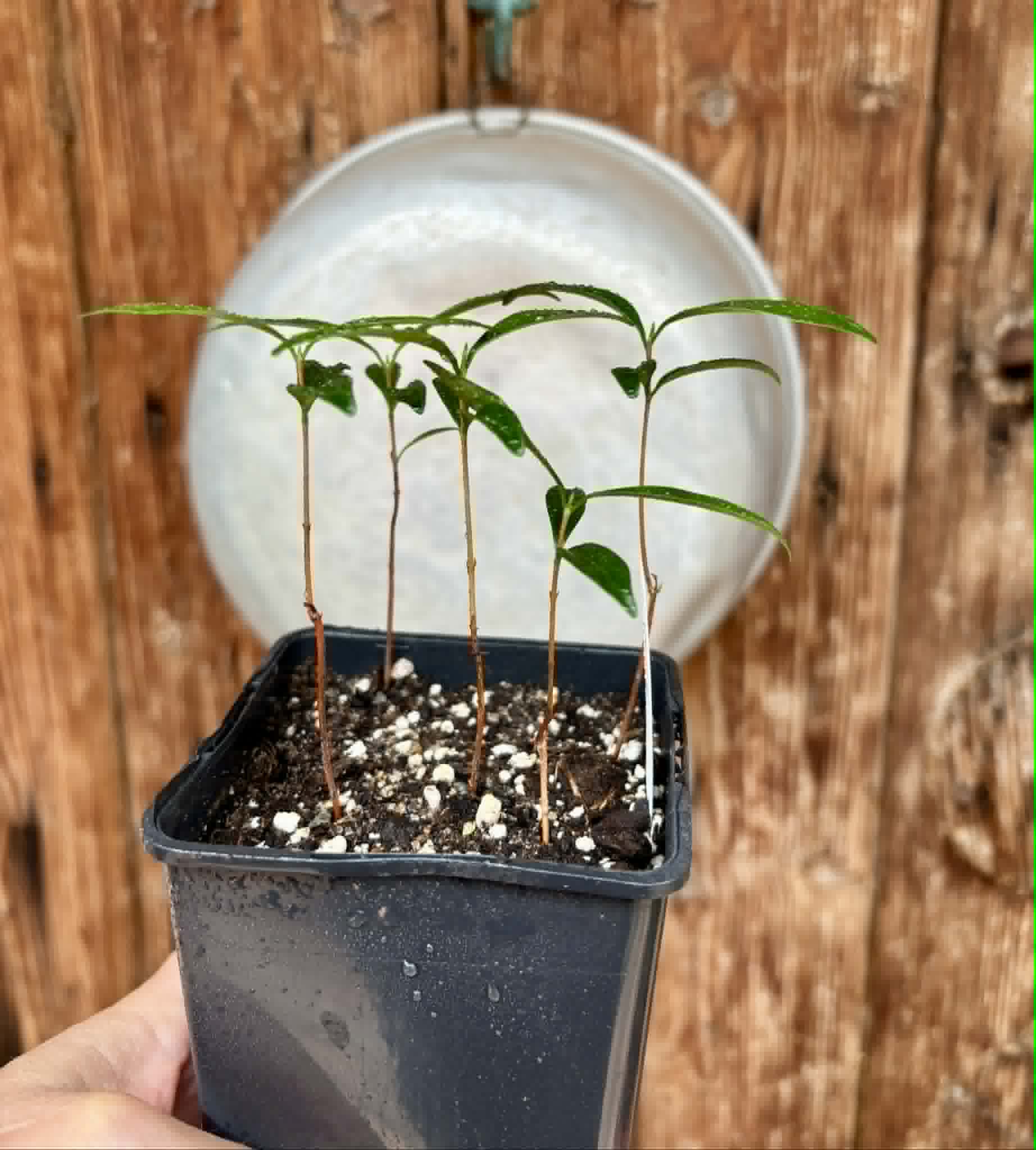 5 in 1 pot - Eugenia punicifolia - 5 seedlings in one pot / 5 Sämlinge in einem Topf Kopie