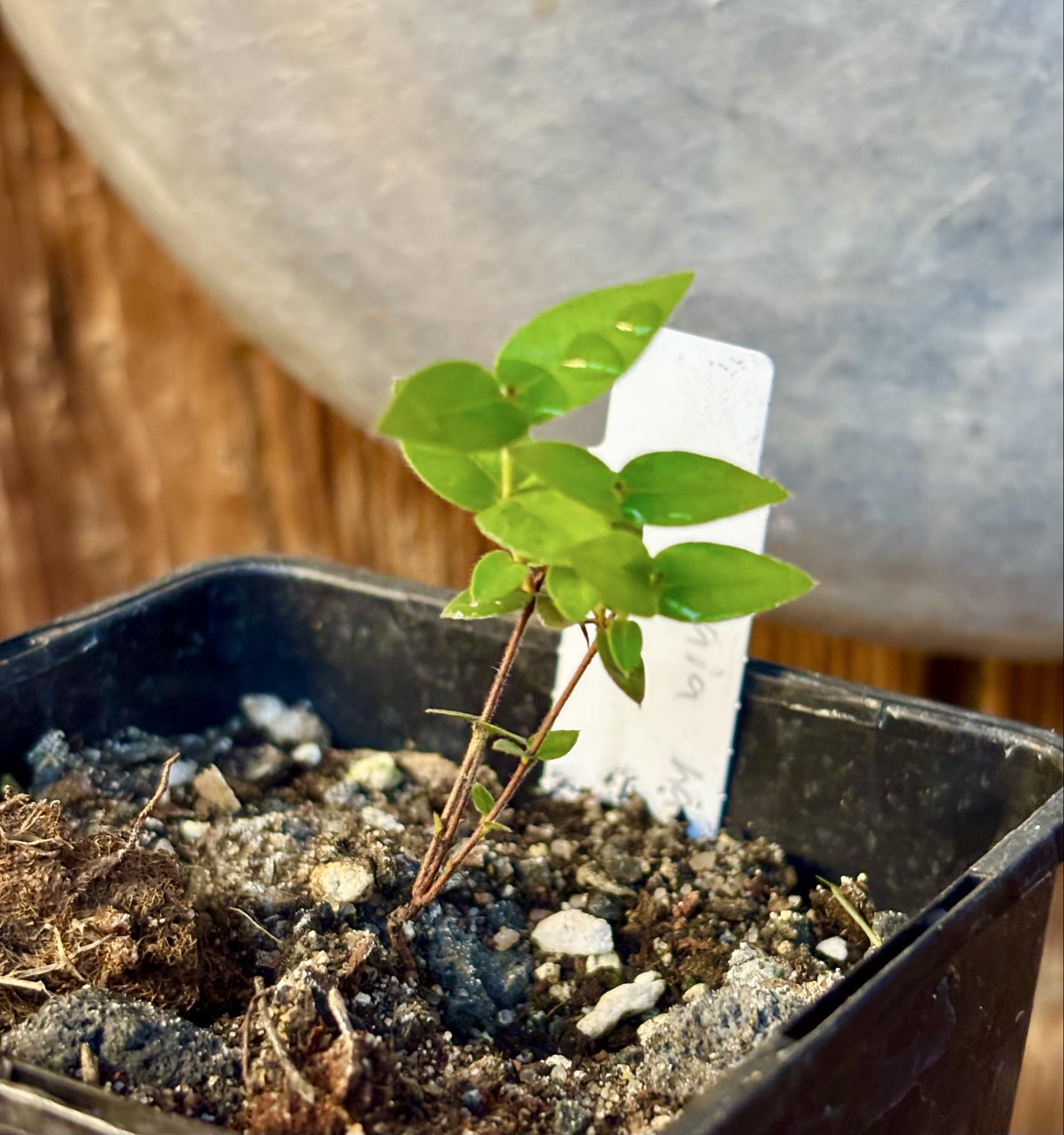 Plinia nana - 1 small potted plant / 1 kleine, getopfte Pflanze