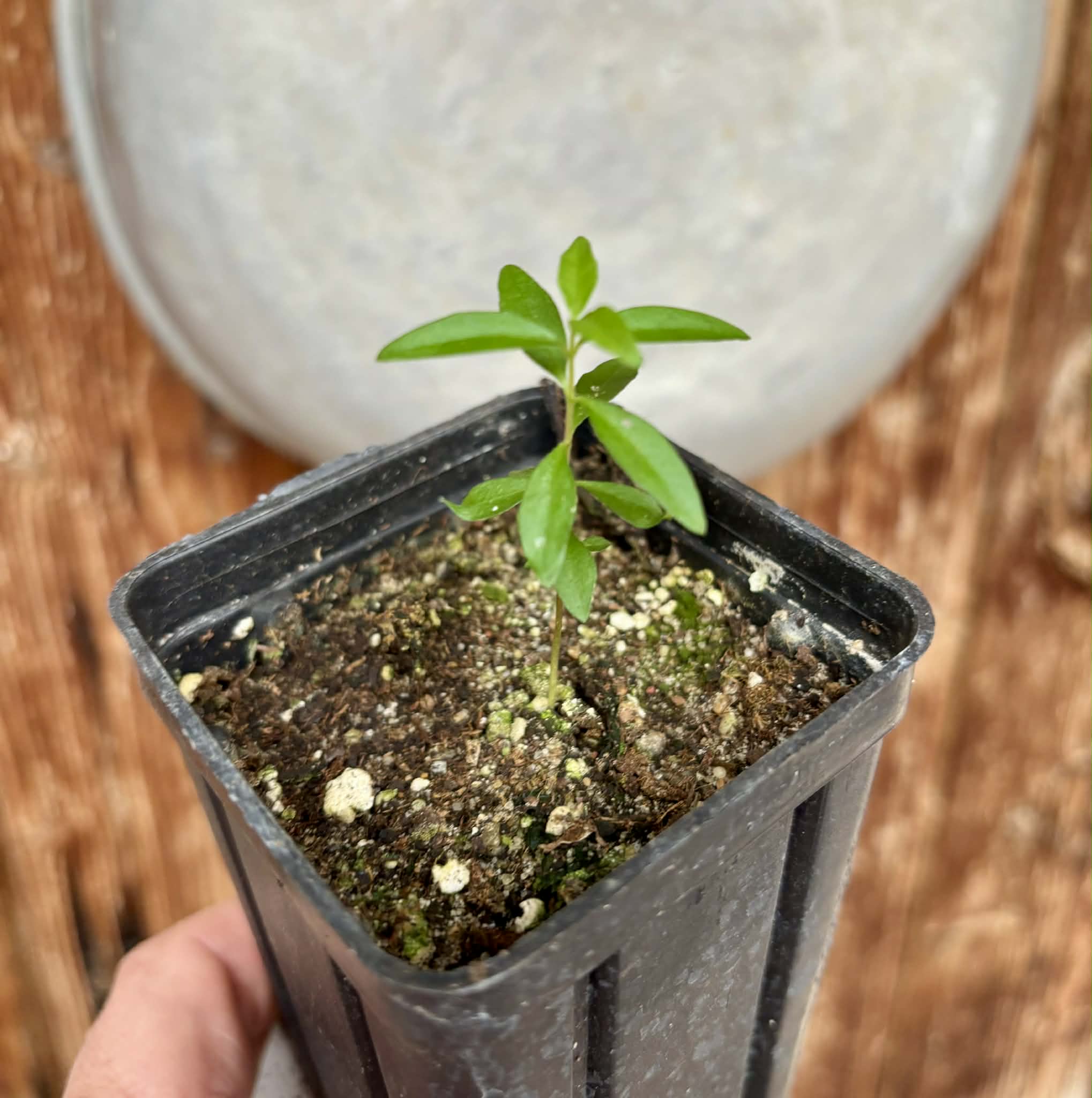 Guayabita (Psidium oligospermum) - 1 potted seedling / 1 getopfter Sämling
