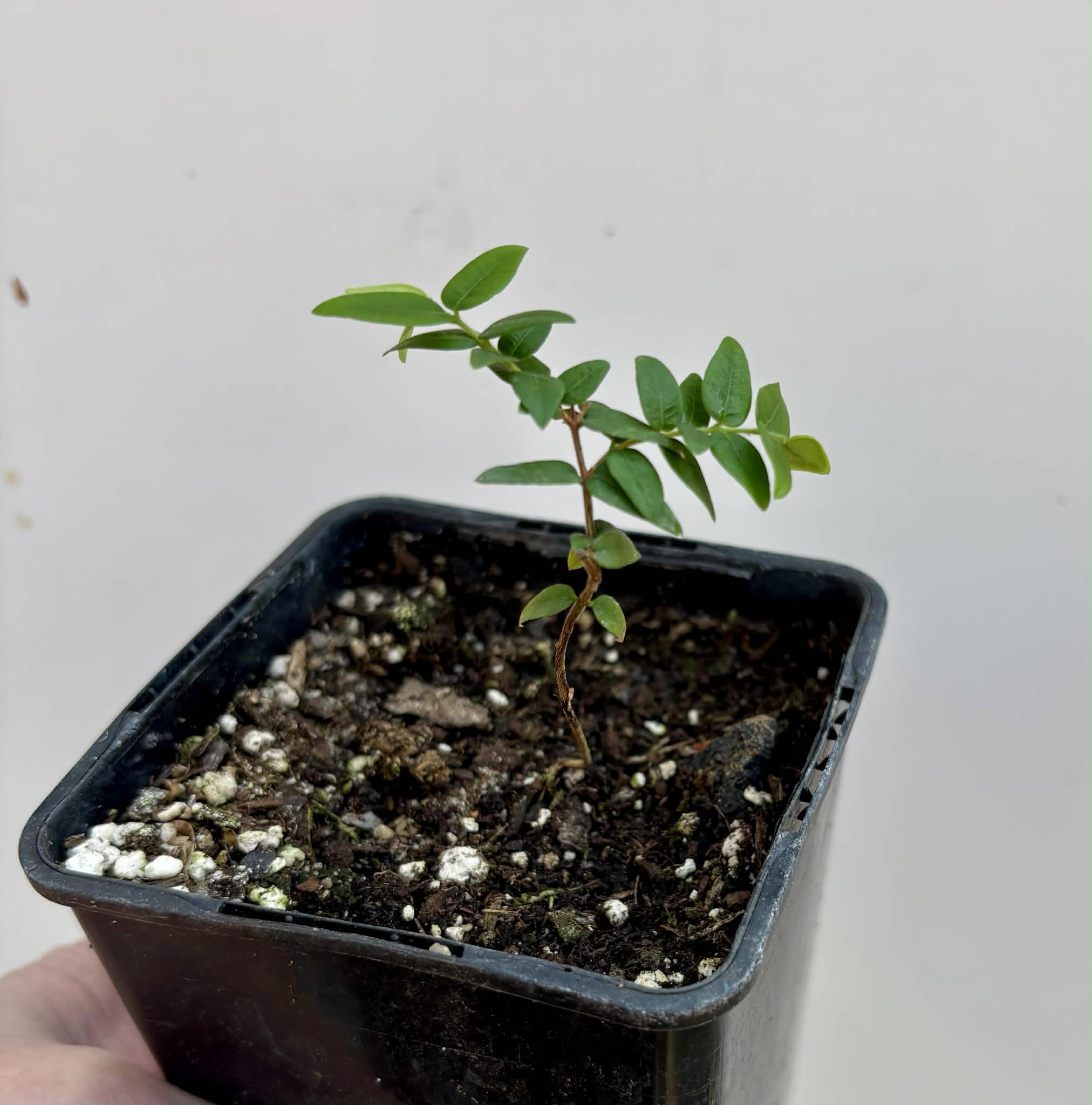 Myrciaria cuspidata BLACK - 1 potted seedling / 1 getopfter Sämling