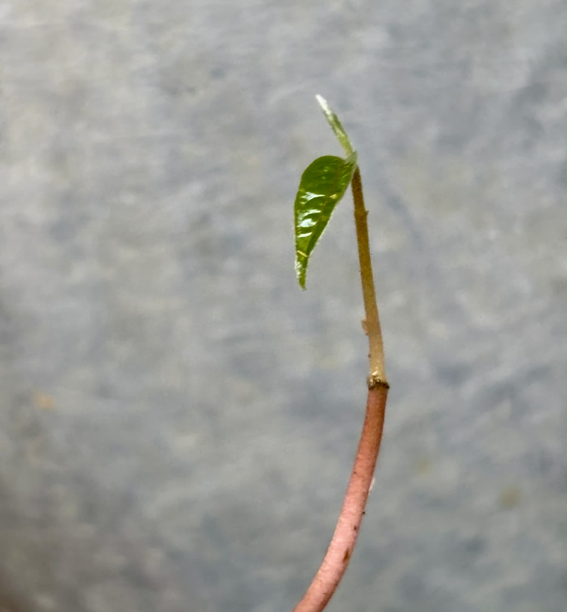 Annona purpurea - Soncoya - 1 potted plant / 1 getopfte Pflanze