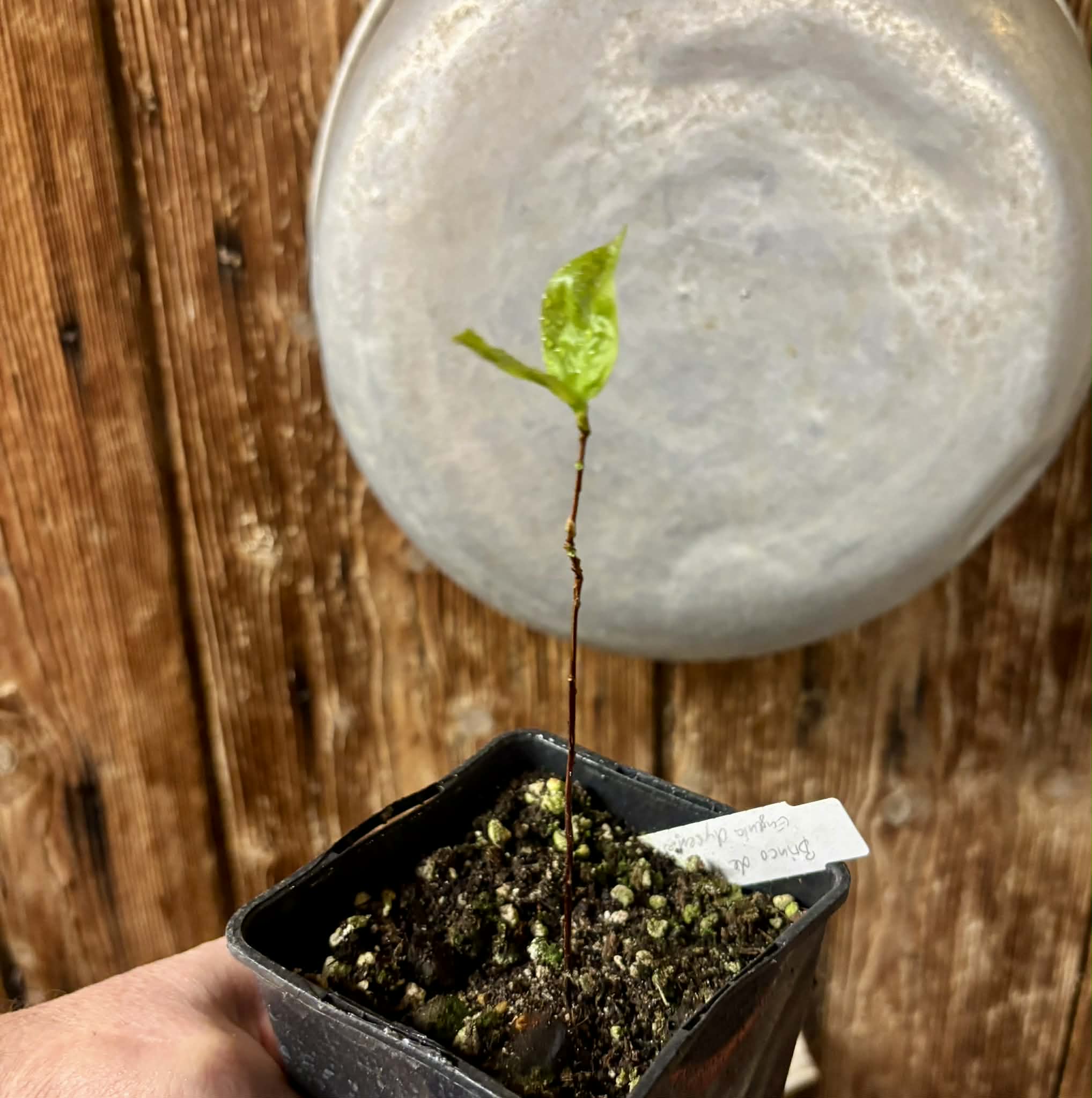 Cagaita var. "Brinco de Princesa" (Eugenia dysenterica) - 1 potted plant / 1 getopfte Pflanze