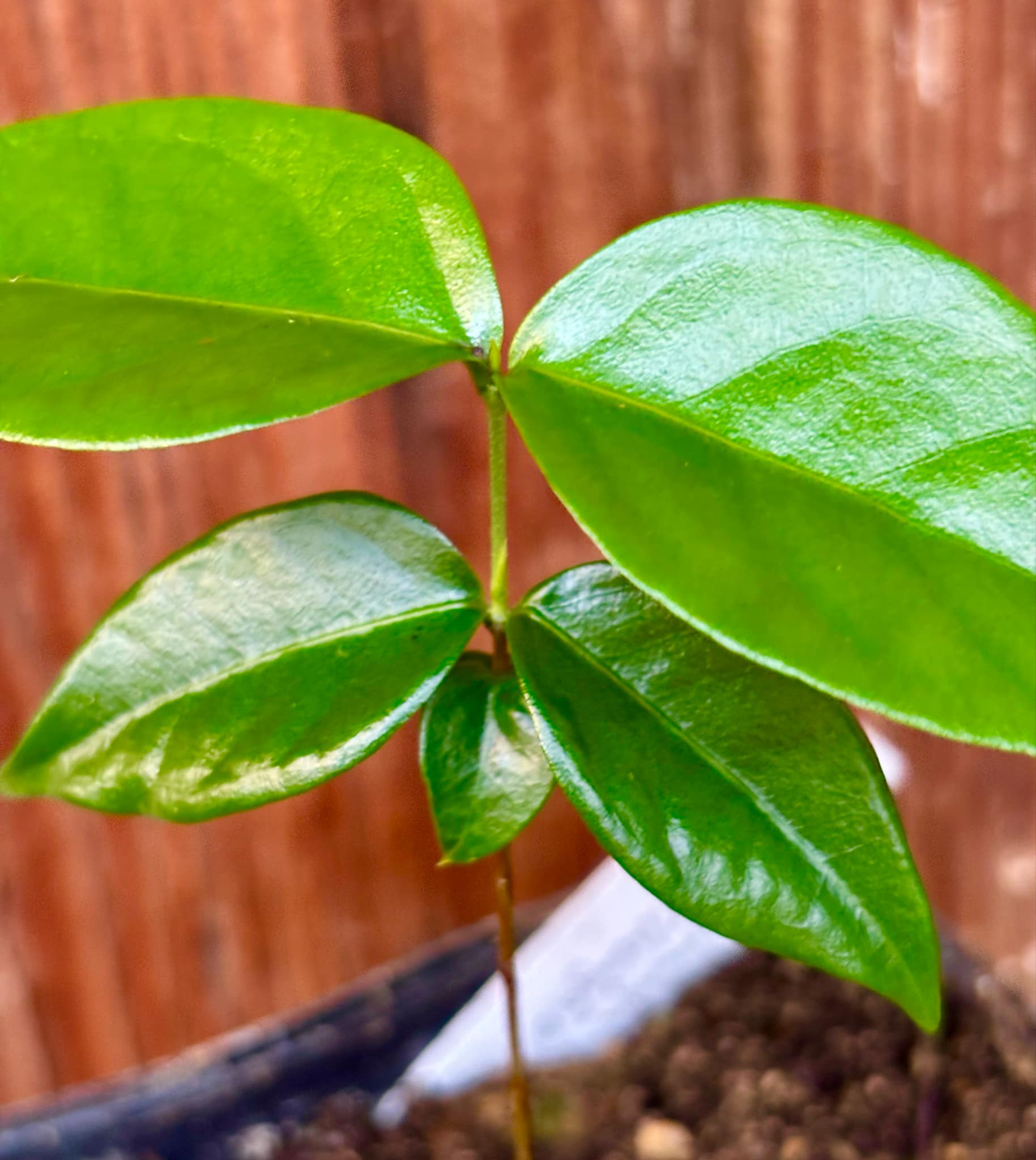 Eugenia uniflora var. Gigante Pitangao  - 1 small potted seedling / 1 kleiner, getopfter Sämling