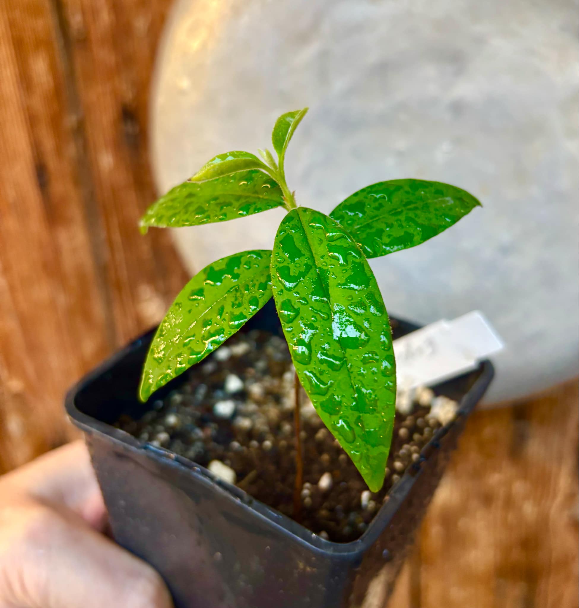 Eugenia oblongata - 1 potted plant / 1 getopfte Pflanze