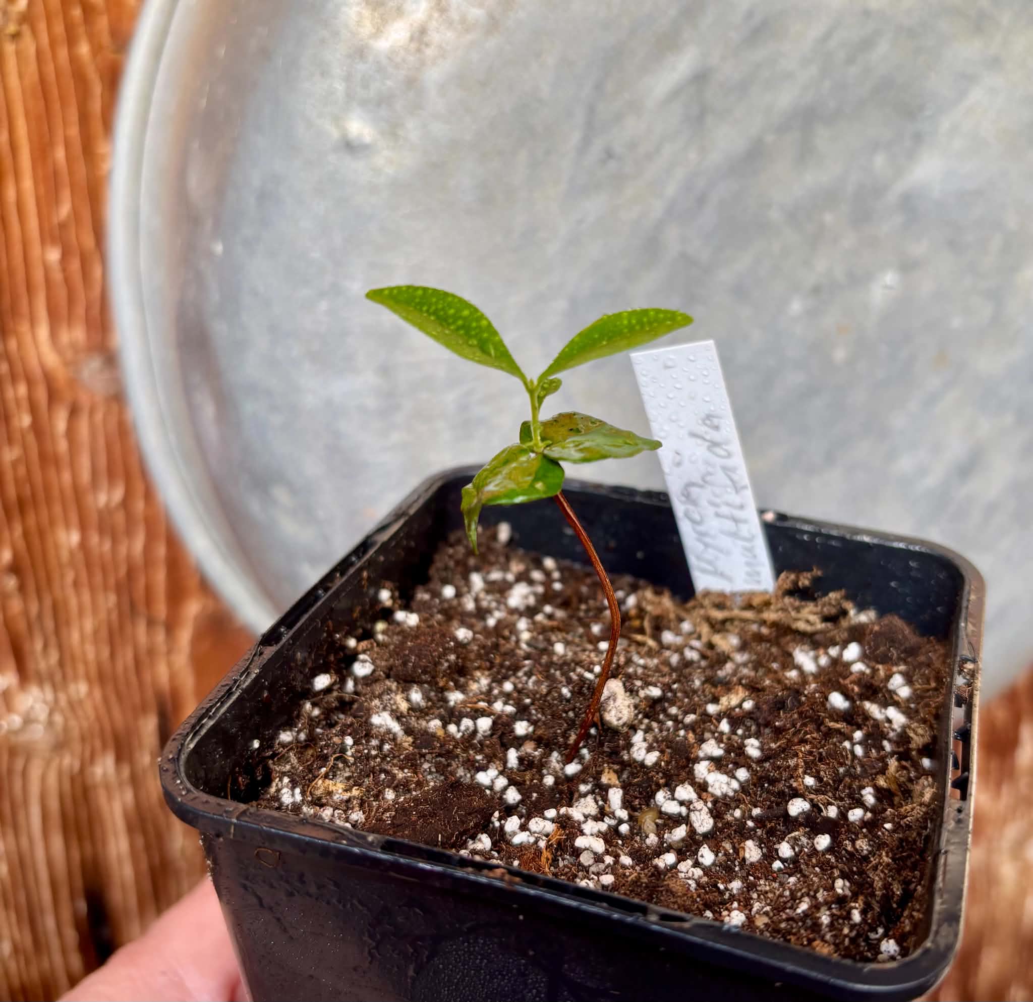 Myrcia multifida - 1 potted plant / 1 getopfte Pflanze