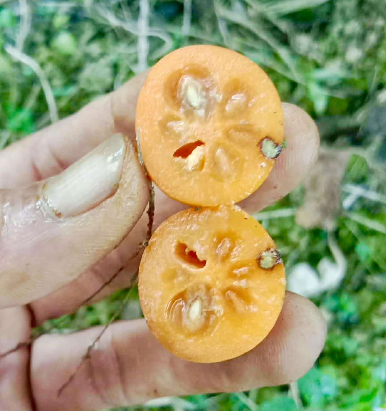 Kundong (Garcinia parvifolia) - 1 fresh seed / 1 frischer Samen