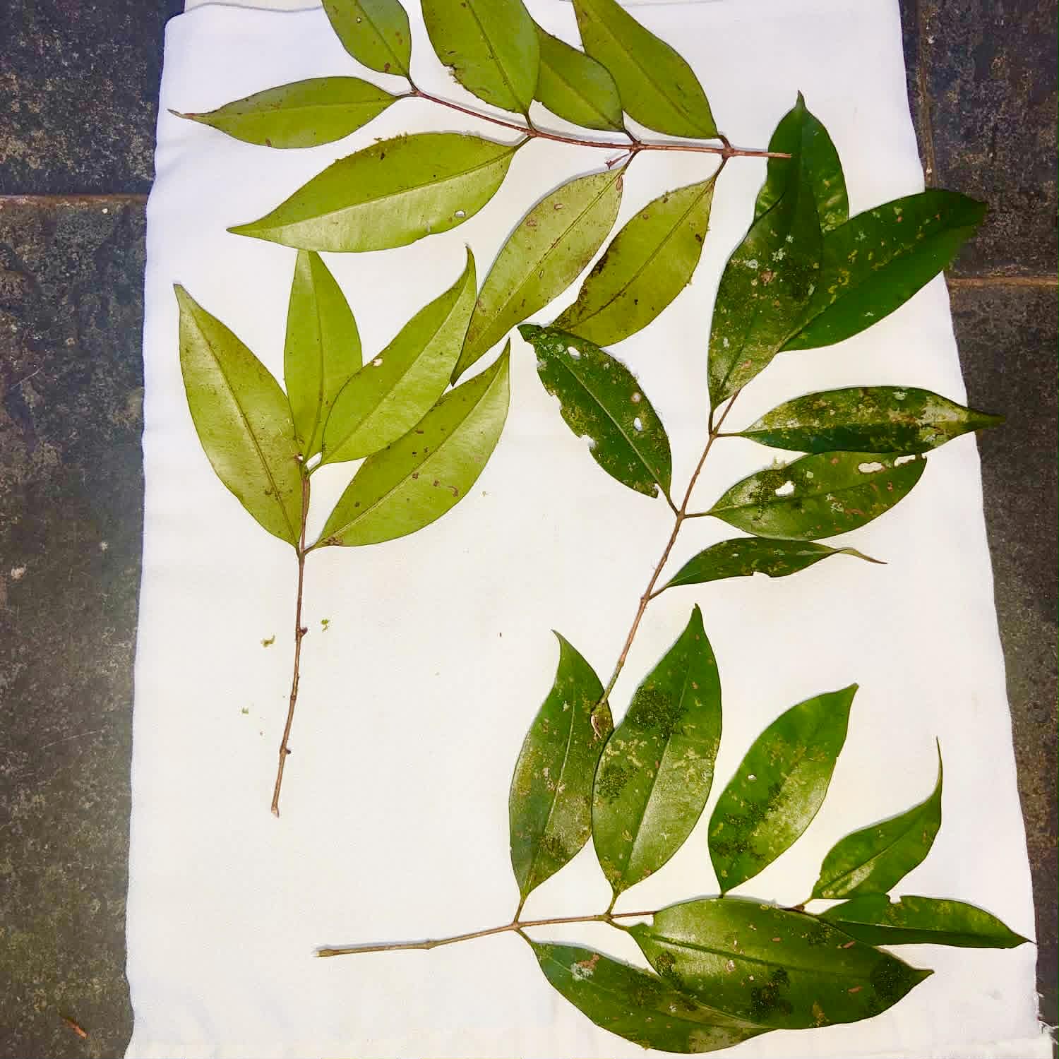 Pre Order - Eugenia sp Bananinha - 1 fresh seed / 1 frischer Samen
