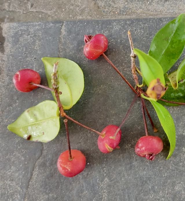 Eugenia sp Itacare vermelha -  1 germinated seed / 1 gekeimter Samen