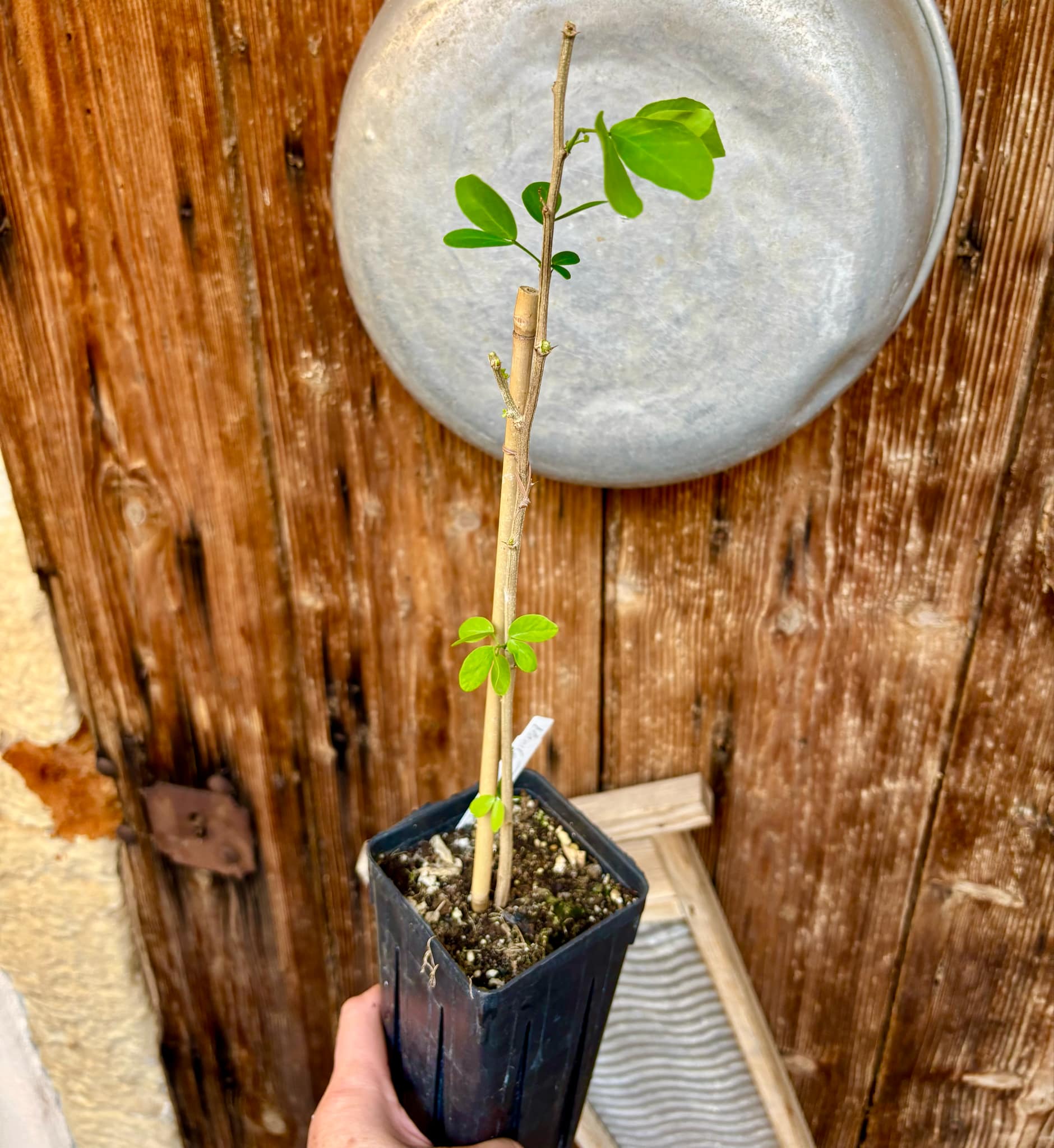 Manila Tamarind (Pithecellobium dulce) - 1 potted plant / 1 getopfte Pflanze