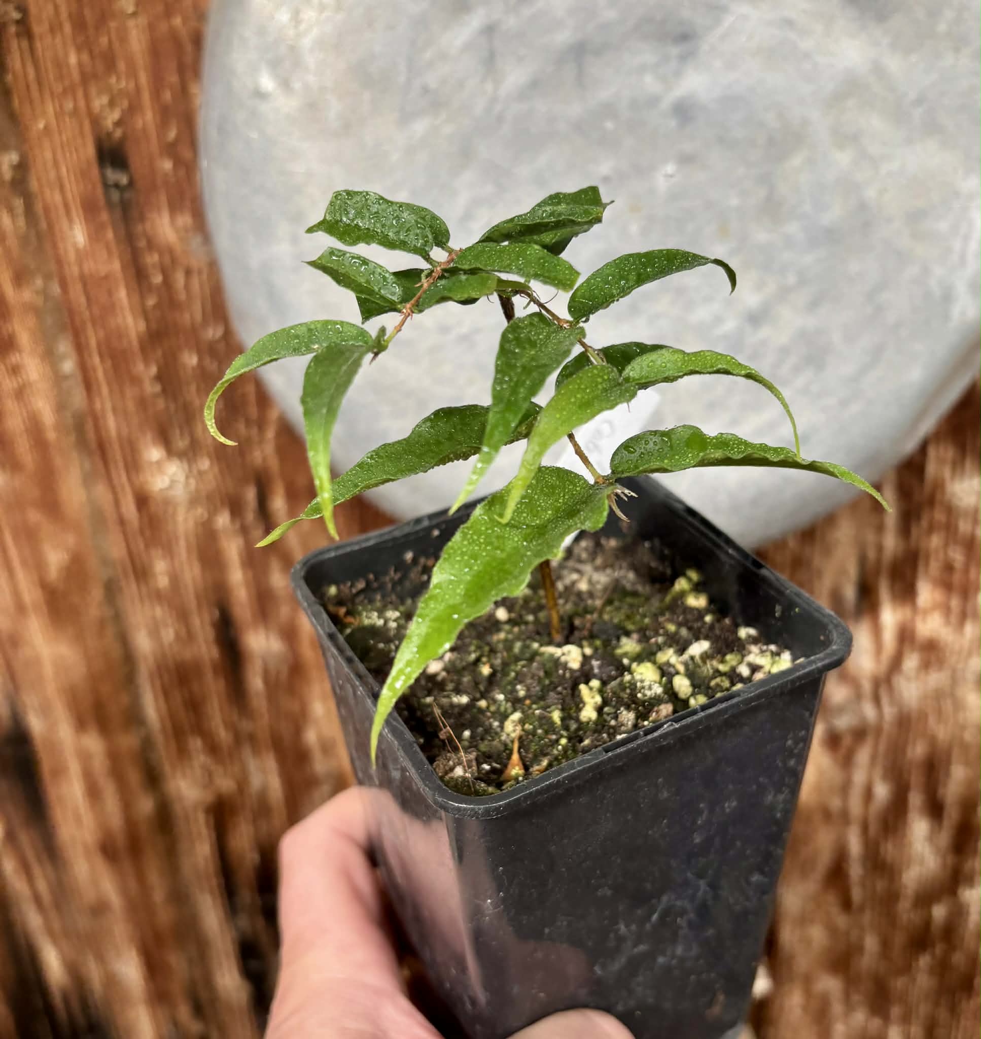 Plinia sp Cabo longo Sao Joao -  1 fresh potted seedling / 1 frisch getopfter Sämling