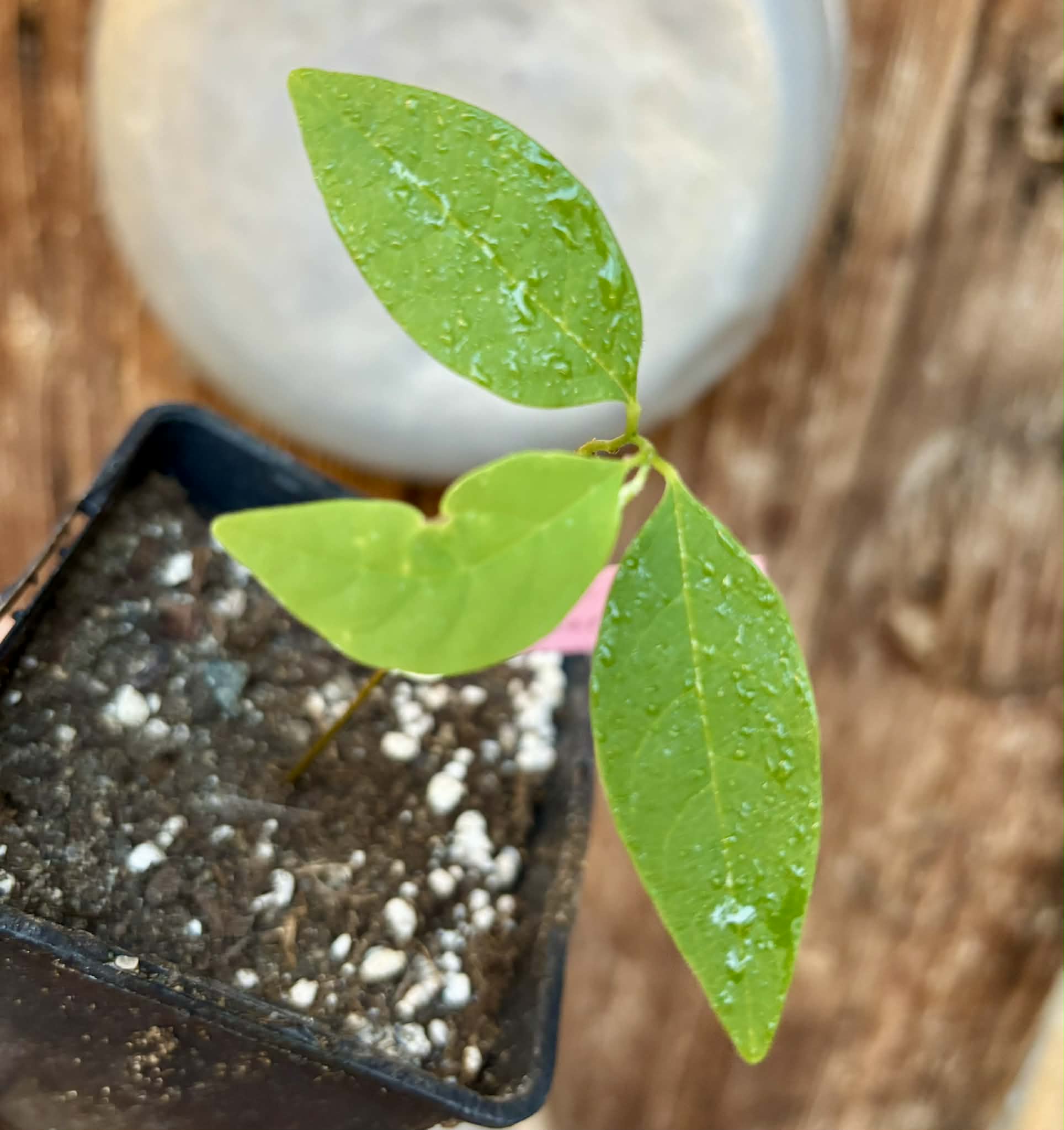 Annona emarginata - 1 potted plant / 1 getopfte Pflanze 