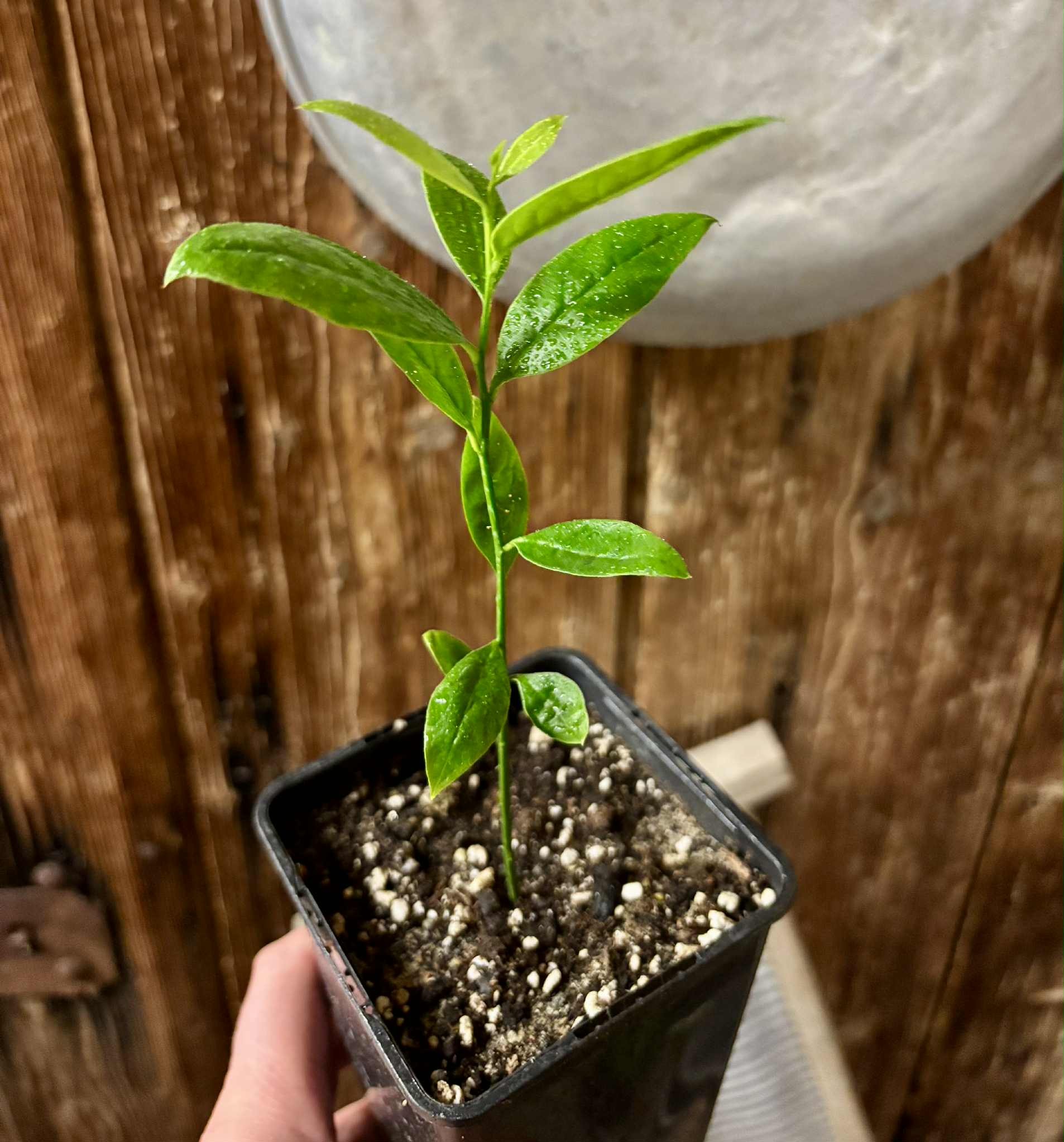 Ximenia americana - Ameixa da Caatinga - 1 potted seedling / 1 getopfter Sämling