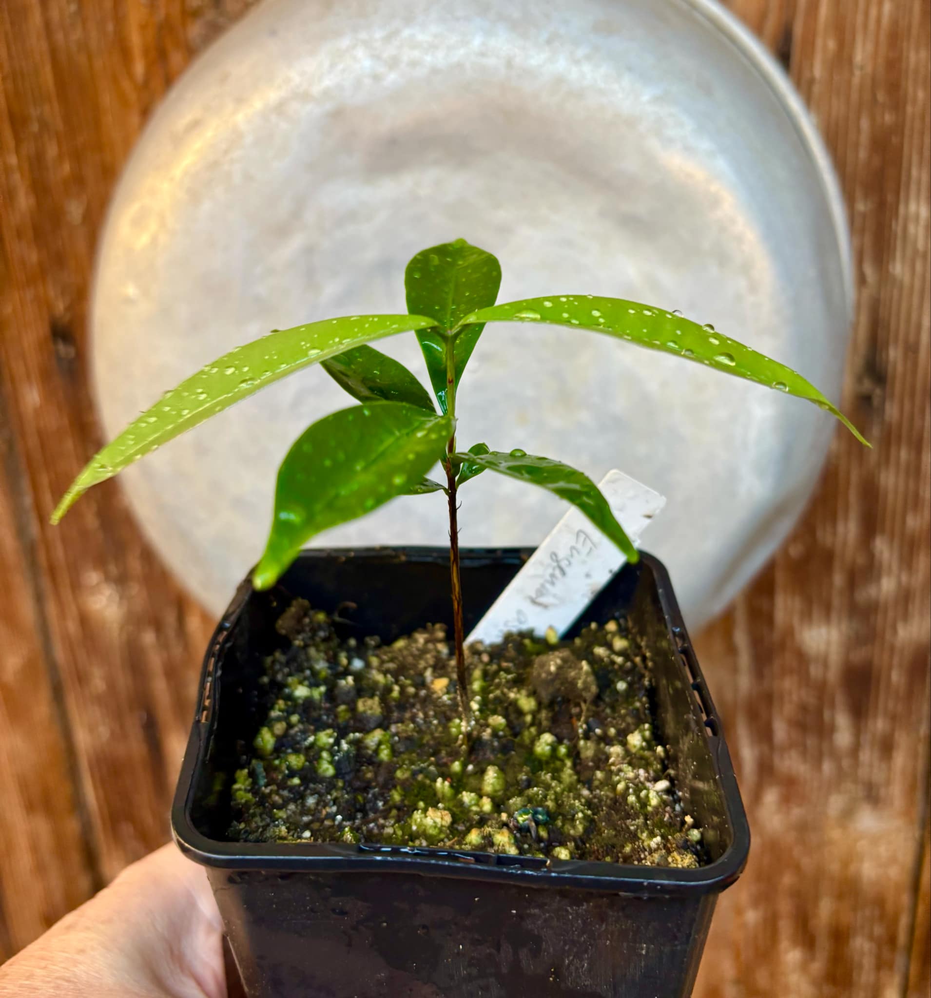 Eugenia astringens - 1 potted plant / 1 getopfte Pflanze