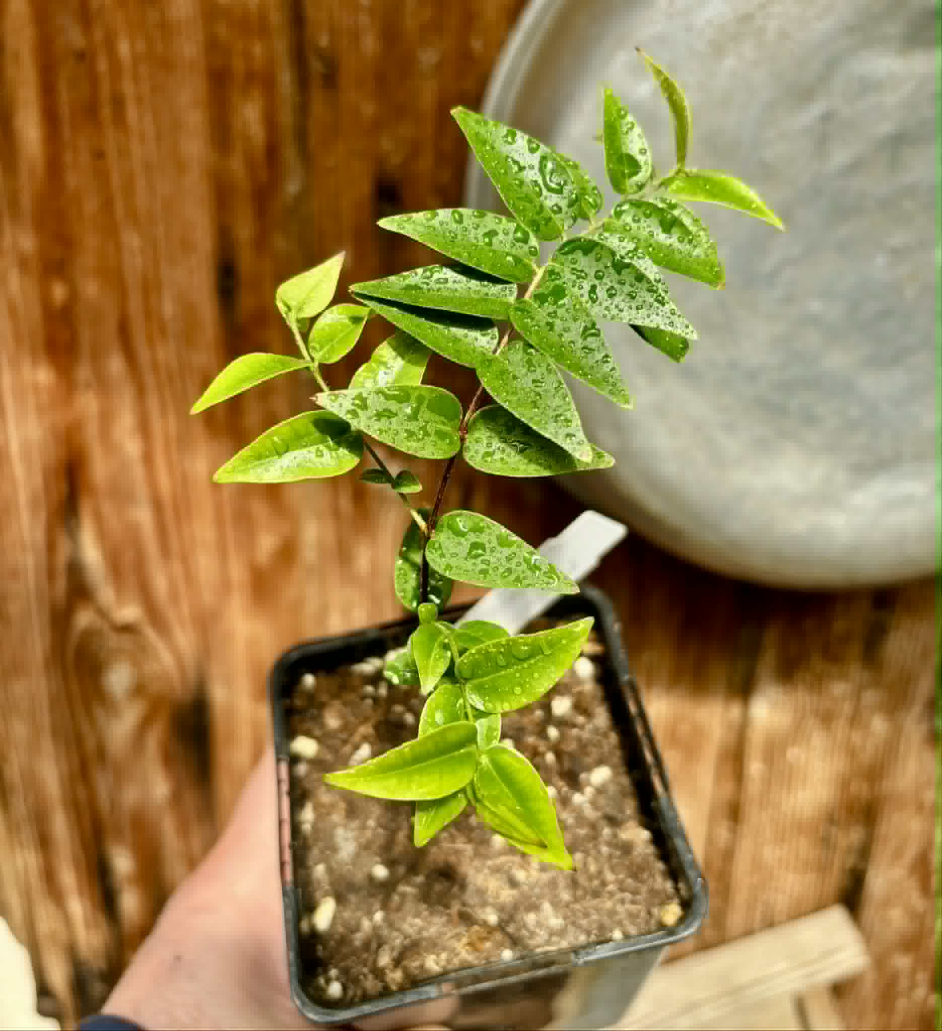 Myrciaria sp Nordestina - 1 potted seedling / 1 getopfter Sämling