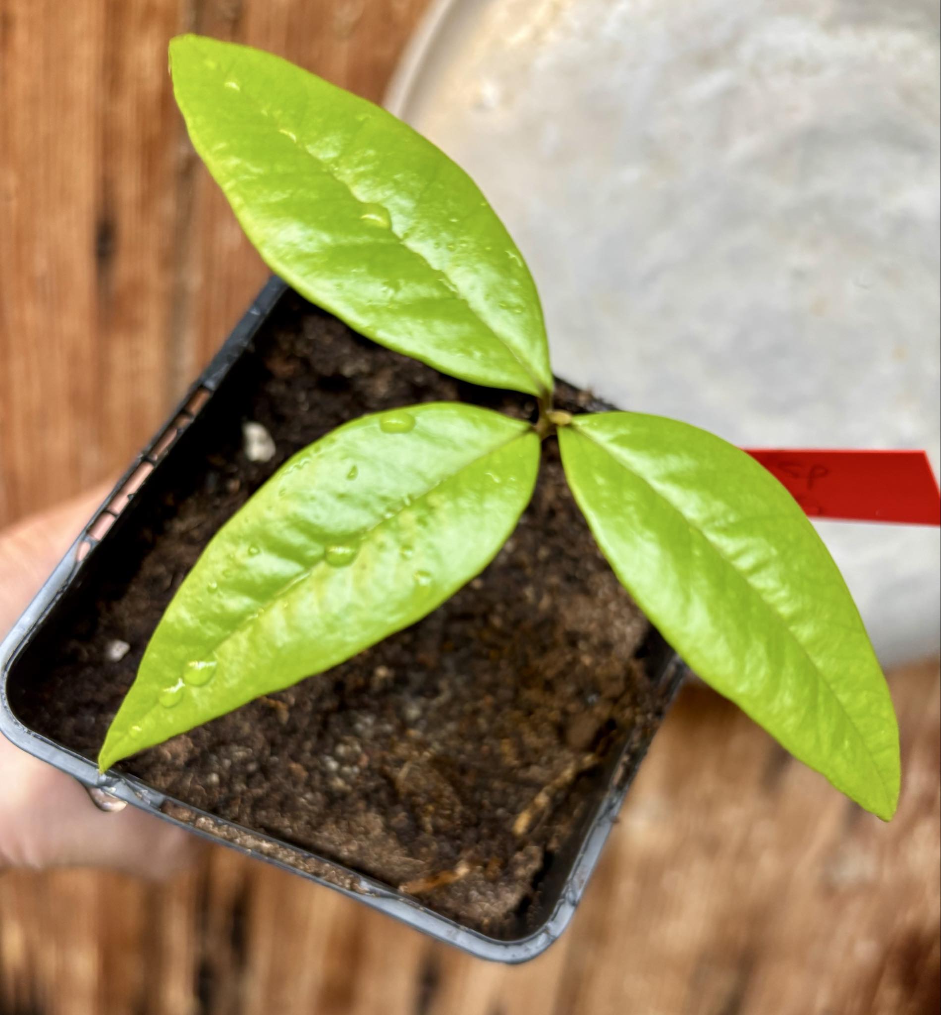 Eugenia sp Ametista - 1 potted seedling / 1 getopfter Sämling