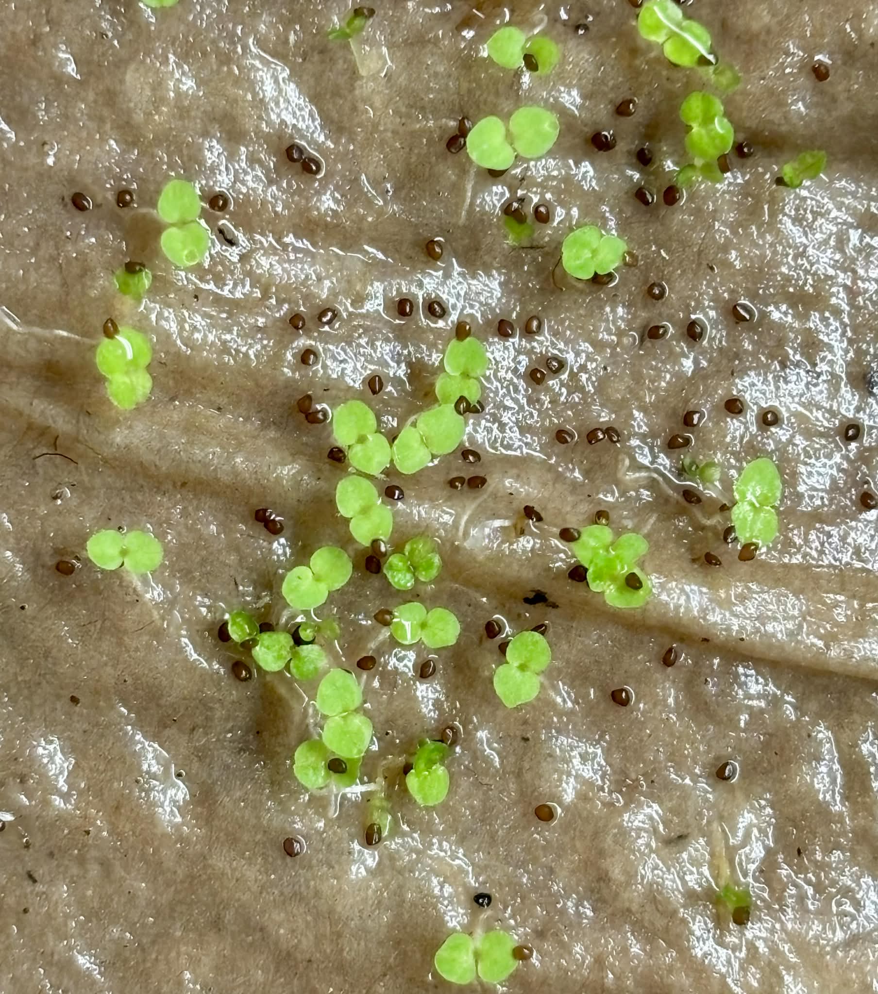 Spiderberry (Cyclocodon lancifolius) - 1 germinated seed / 1 gekeimter Samen