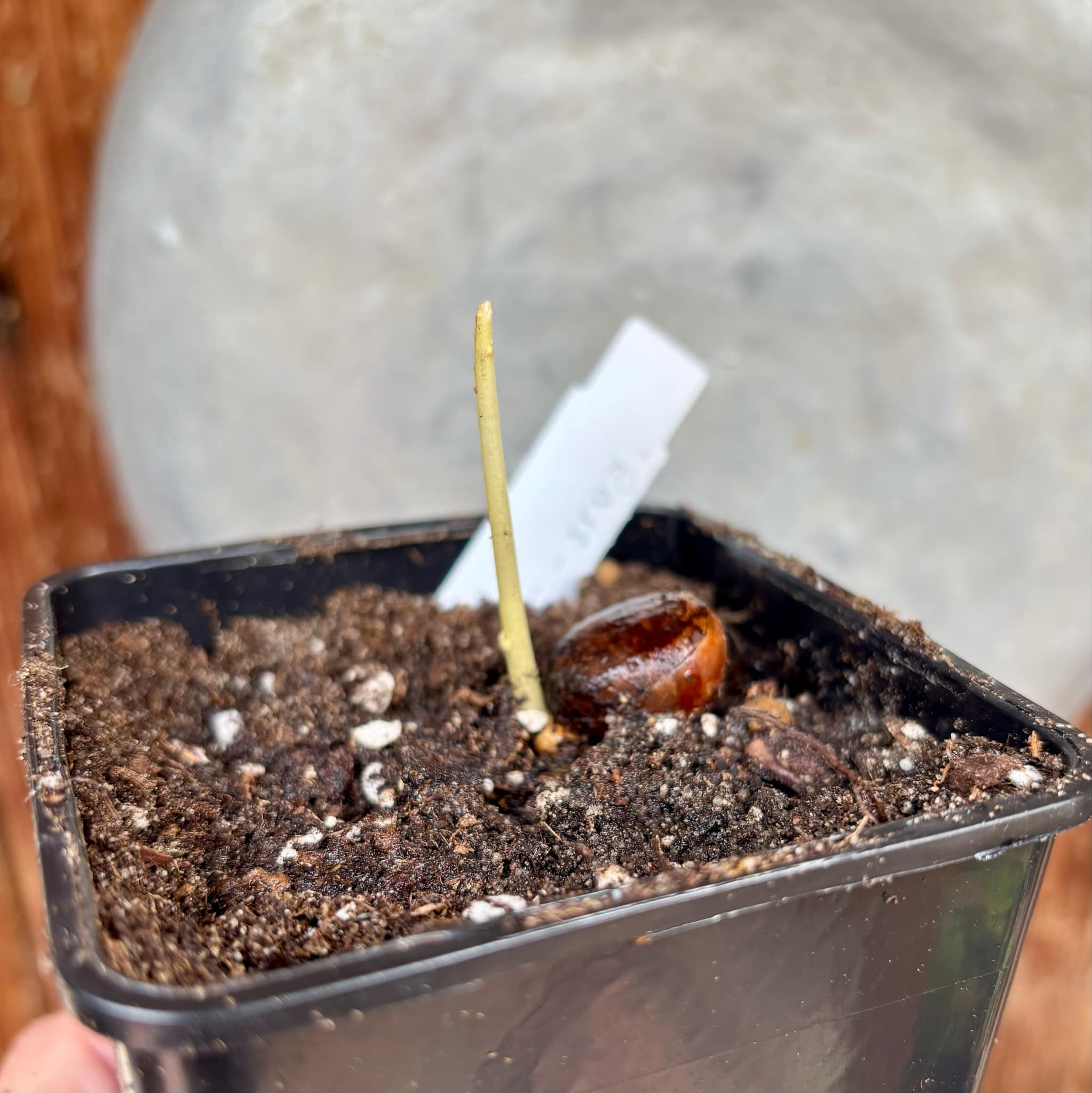 Ross Sapote (Pouteria sp) - 1 just potted seedling / 1 frisch getopfter Sämling