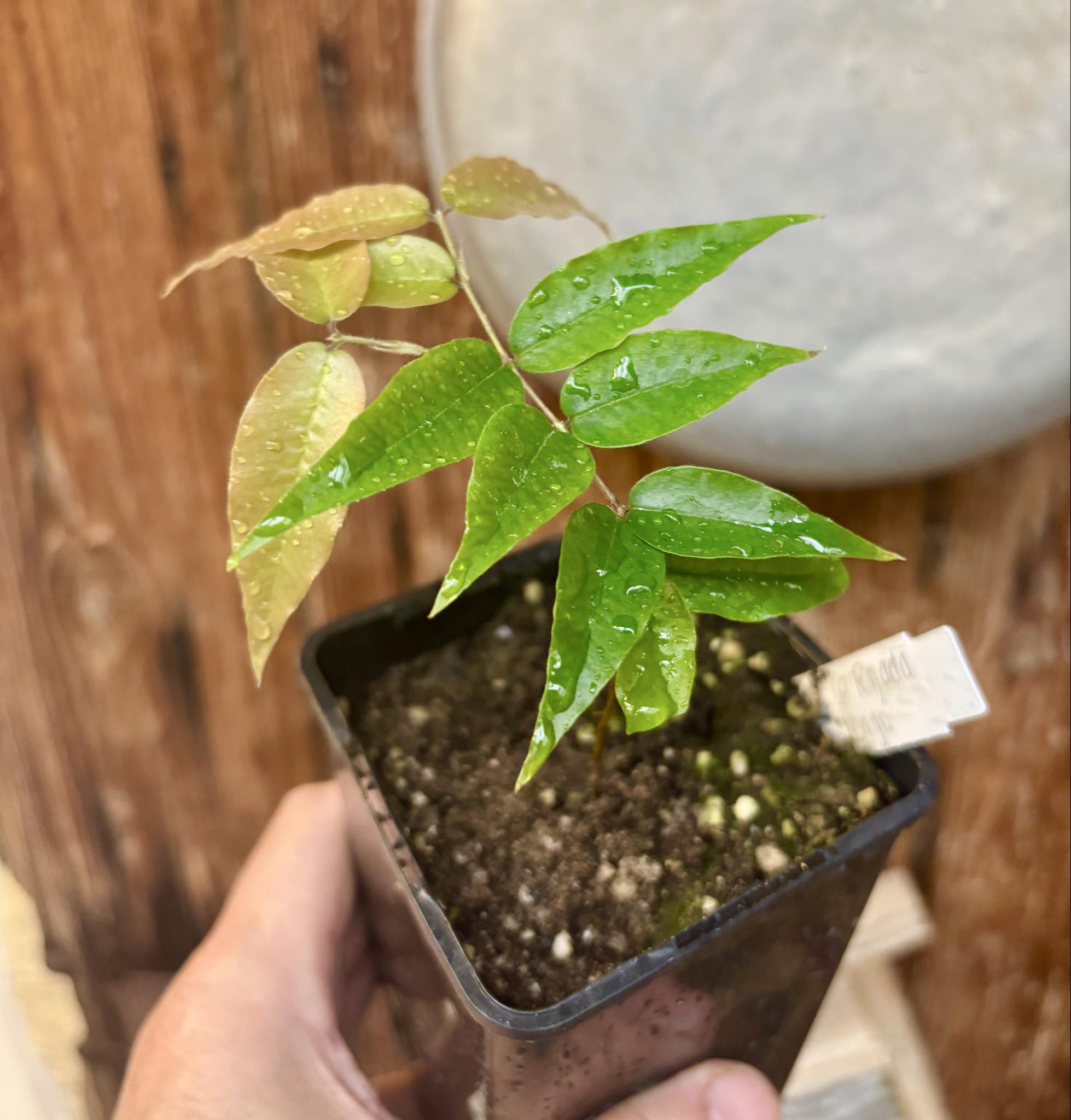 Jaboticaba - Plinia sp Rajada Cabo longo verde - 1 potted seedling / 1 getopfter Sämling Jaboticaba - Plinia sp Rajada Cabo longo verde - 1 potted seedling / 1 getopfter Sämling