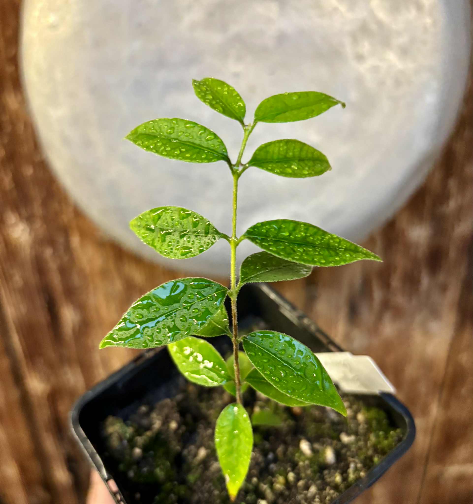 Eugenia sp Guajuba suave -  1 potted seedling / 1 getopfter Sämling