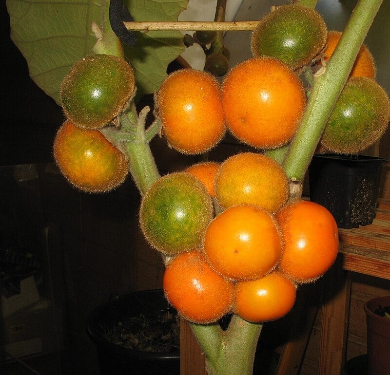 Lulo (Solanum quitoense) - 20 frische Samen - 20 fresh seeds