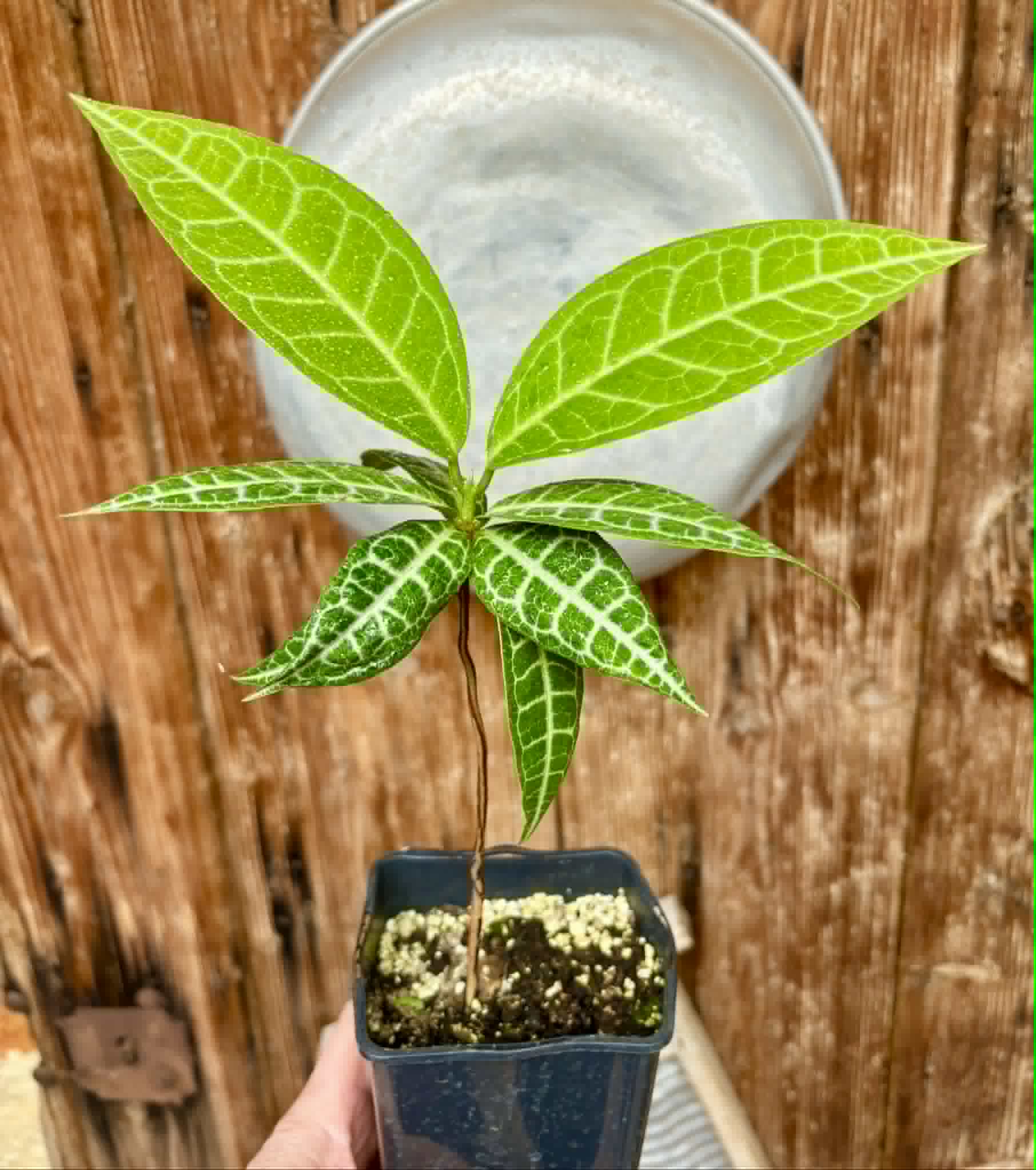 Eugenia sp Labisia -  1 potted plant / 1 getopfte Pflanze