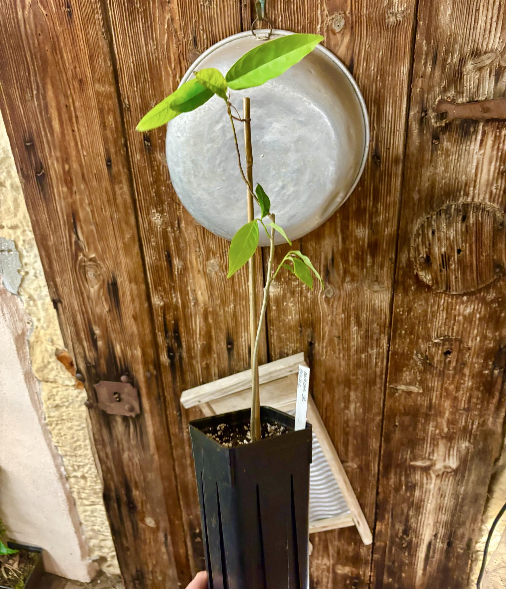 Annona sp. floresta amazônica  - 1 potted plant / 1 getopfte Pflanze