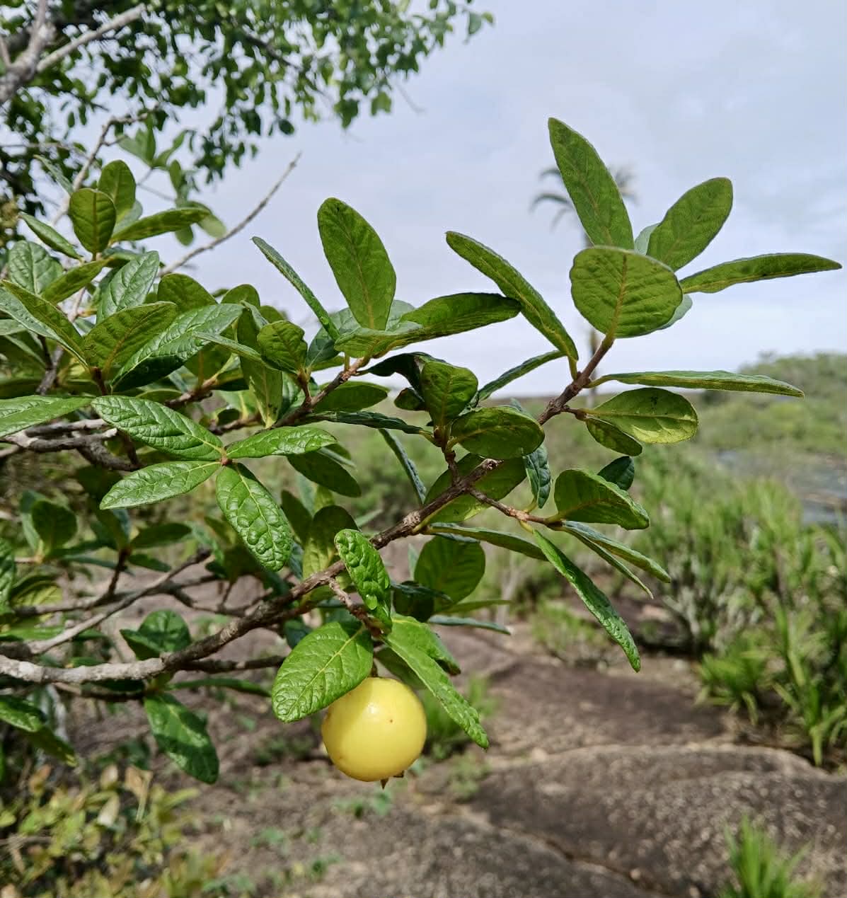 Pre Order - Eugenia duarteana - 1 fresh seed / 1 frischer Samen