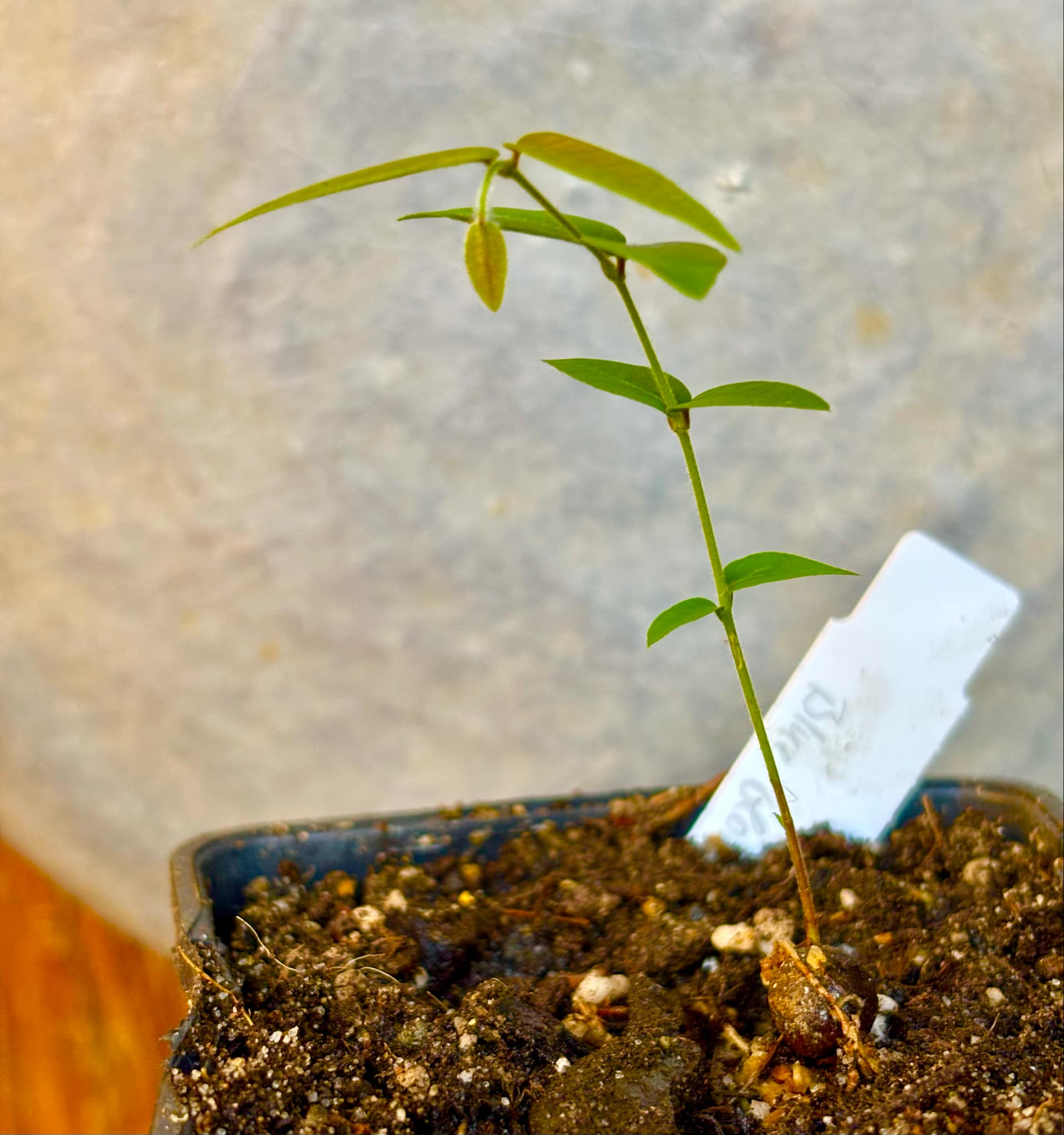 Myrciaria sp Cabeludinha preta (Blue Glomerata) - 1 small pottet seedling / 1 kleiner, getopfter Sämling