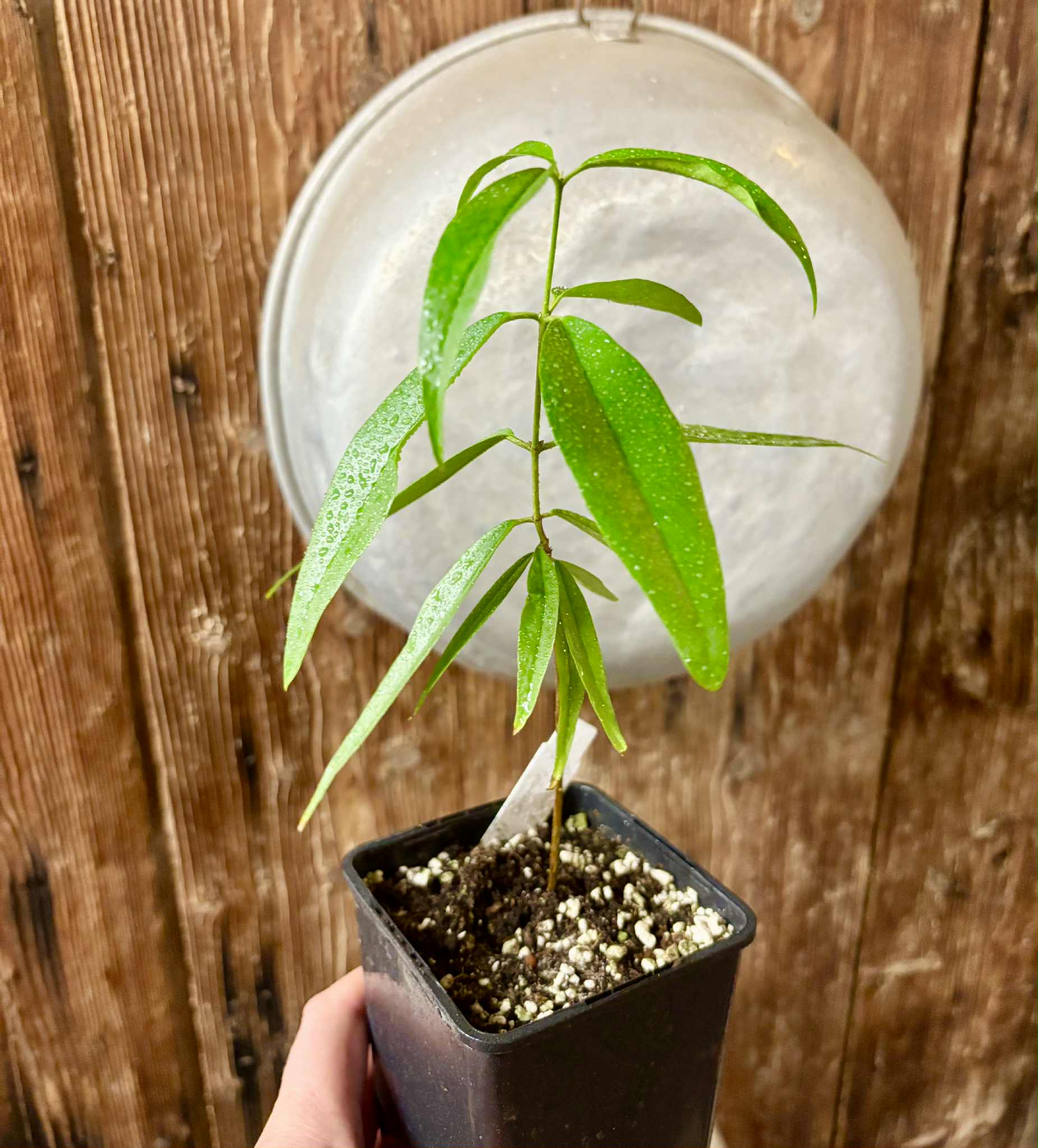 Eugenia bahiensis var. Sementes pintada  - 1 potted plant / 1 getopfte Pflanze