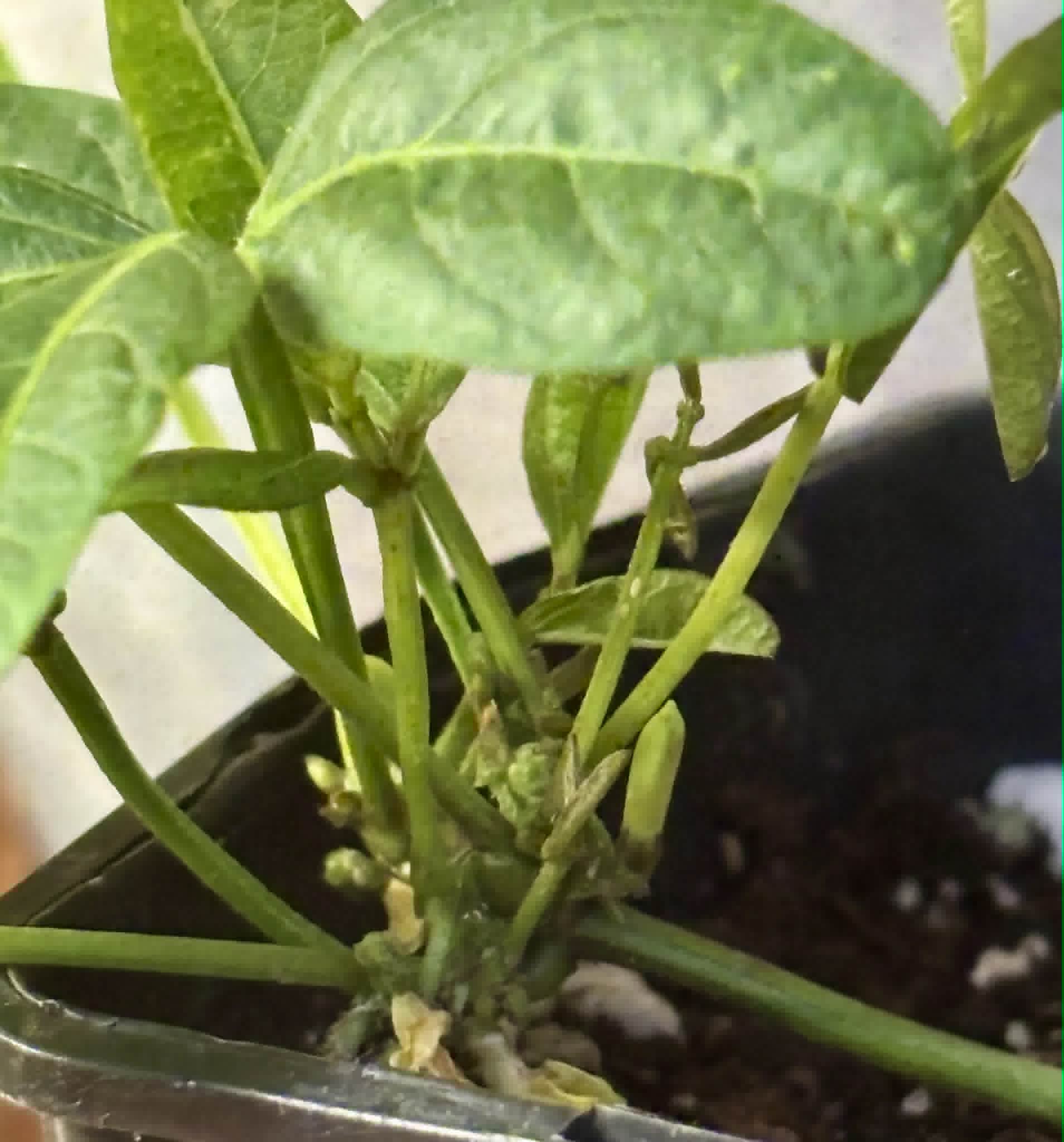 Bambara Groundnut (Vigna subterranea) -  1 potted plant / 1getopfte Pflanze