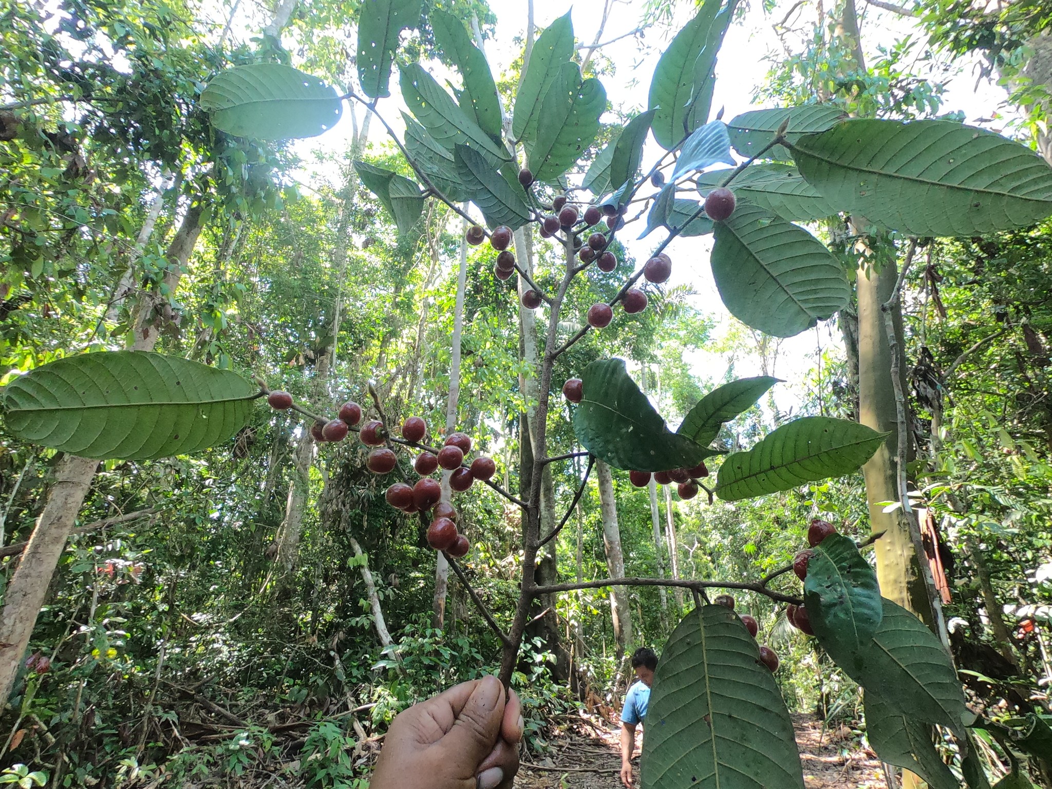 Pseudolmedia laevis - 1 potted seedling / 1 getopfter Sämling