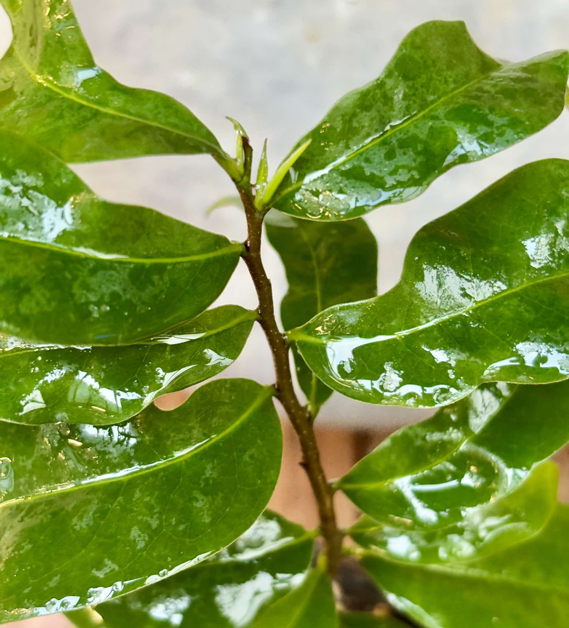 Annona muricata - Soursop / Stachelannone  - 1 potted plant / 1 getopfte Pflanze