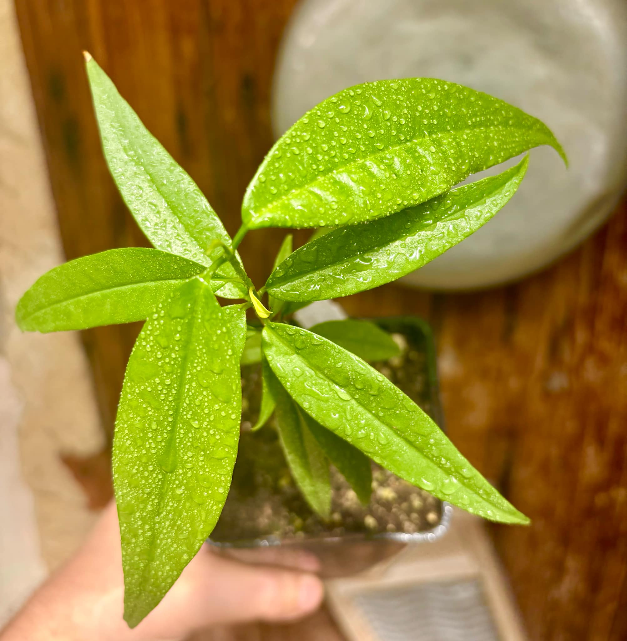 Eugenia bahiensis var. Sementes pintada  - 1 potted plant / 1 getopfte Pflanze