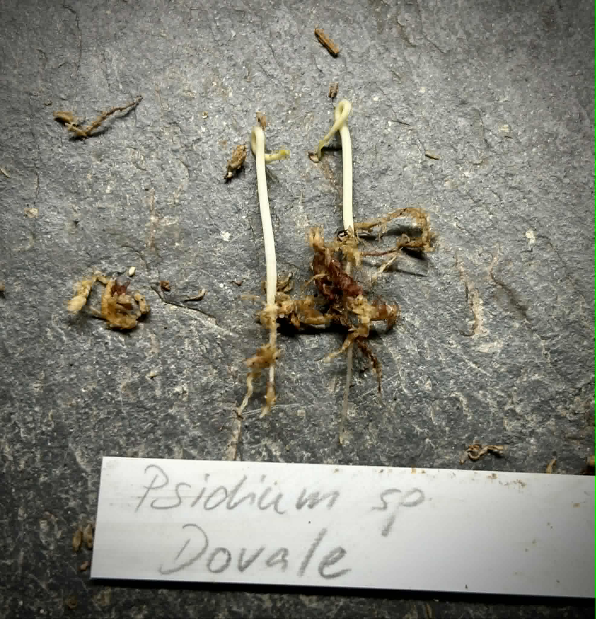 Psidium sp Dovale -  1 germinated seed / 1 gekeimter Samen
