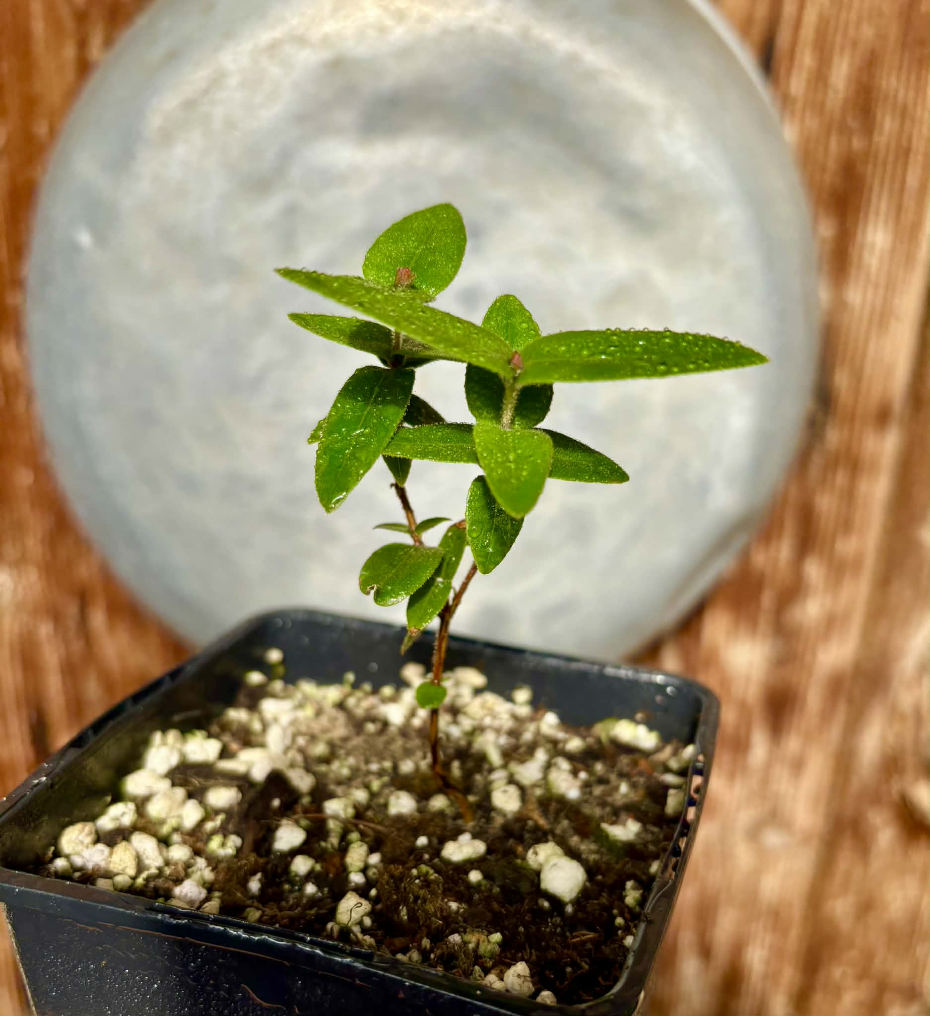 Myrciaria caerulescens (Roxa - Blue Guaquiea) - 1 potted seedling / 1 getopfter Sämling
