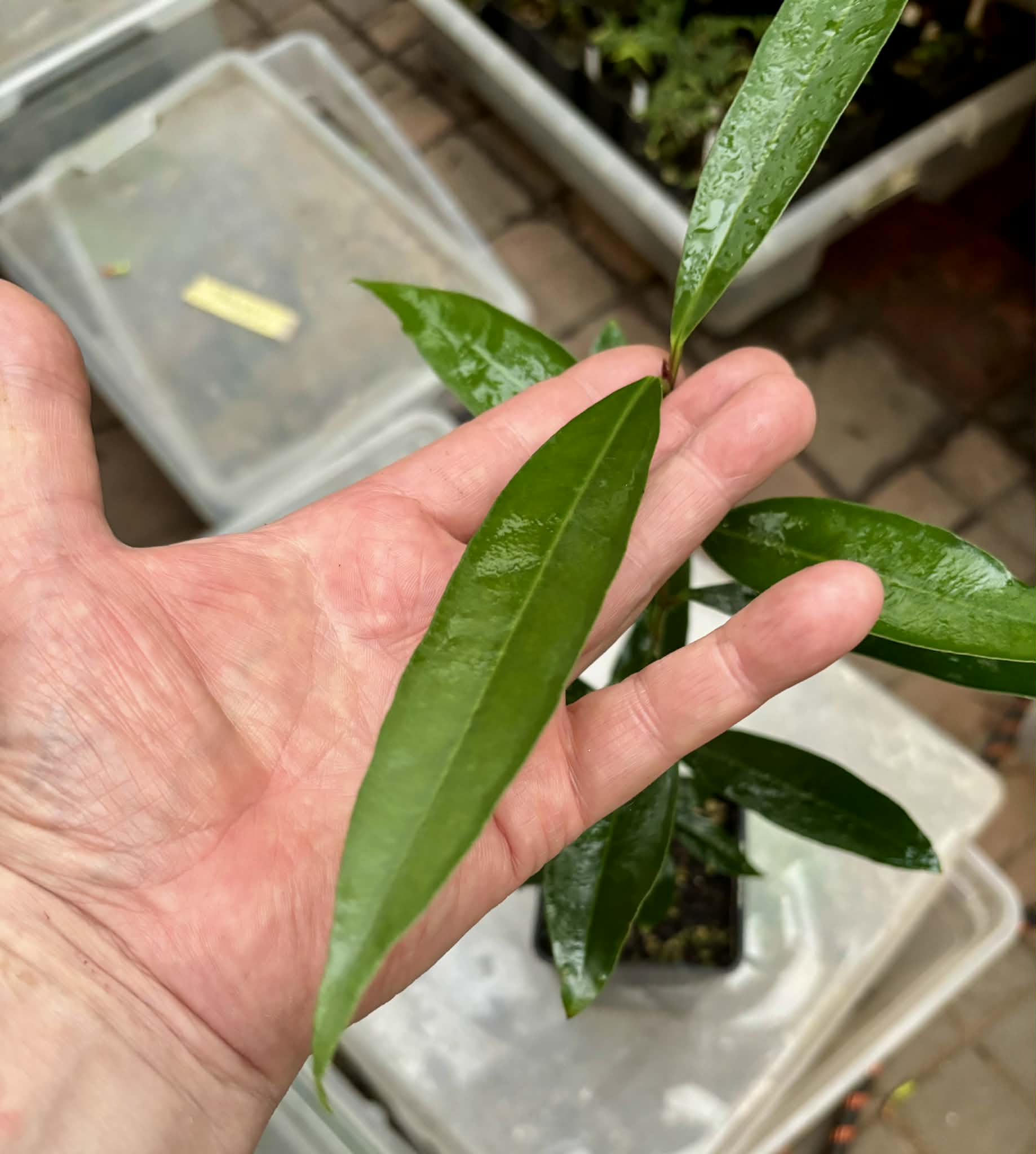 Eugenia sp Jambo da Mata -  1  potted seedling / 1 getopfter Sämling