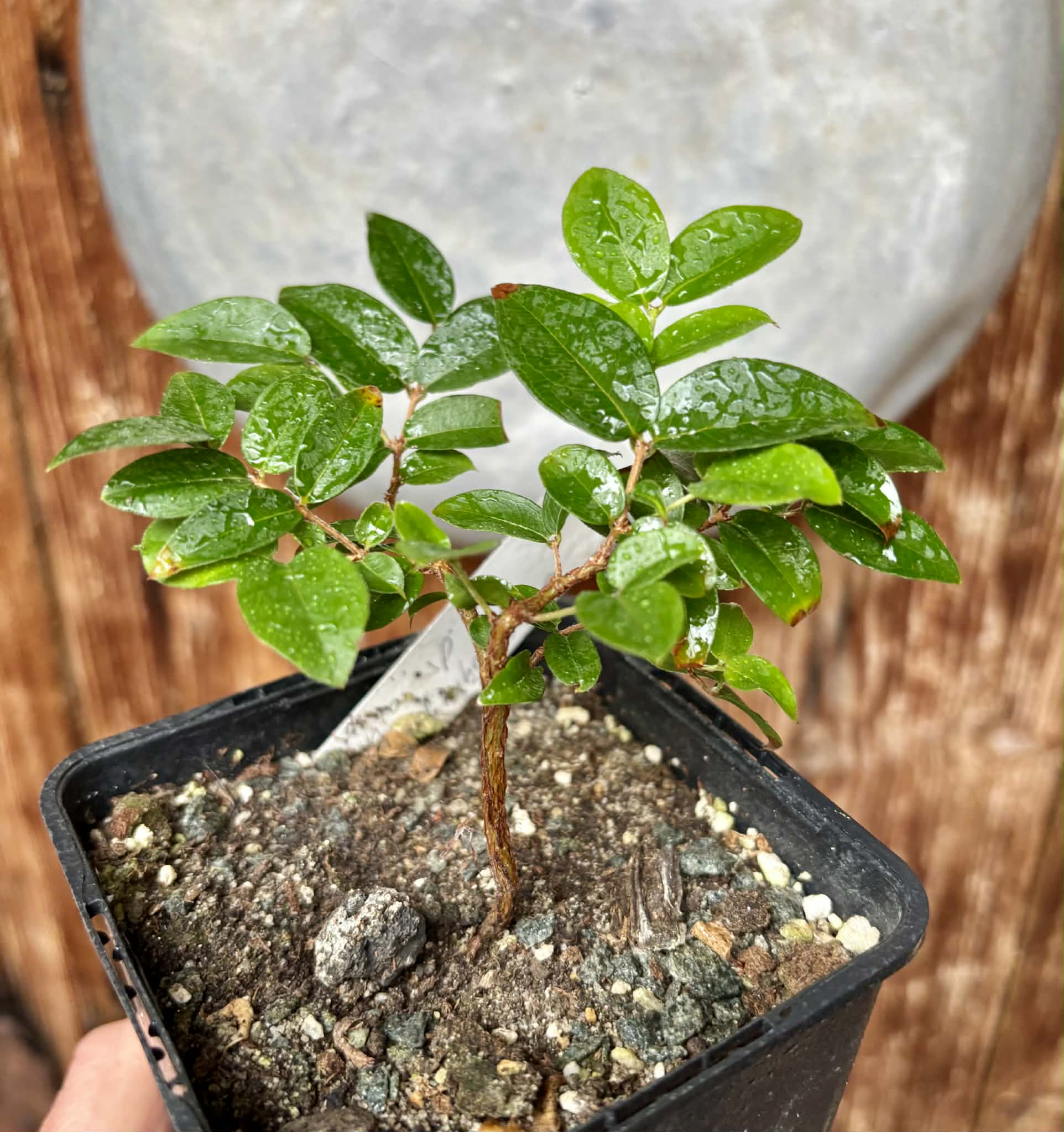 Jaboticaba - Plinia sp Canelinha Polpa rosea - 1 potted seedling / 1 getopfter Sämling