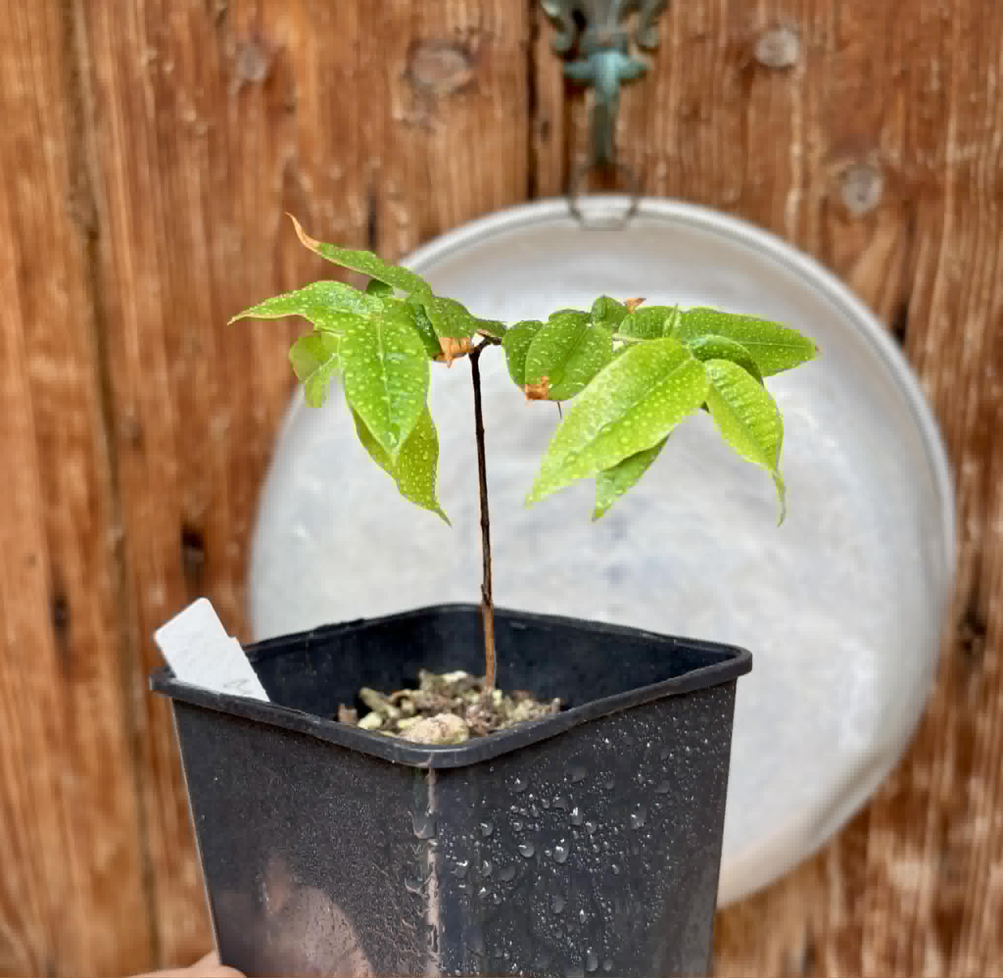 Myrciaria sp Jaboticaba - 1 potted seedling / 1 getopfter Sämling