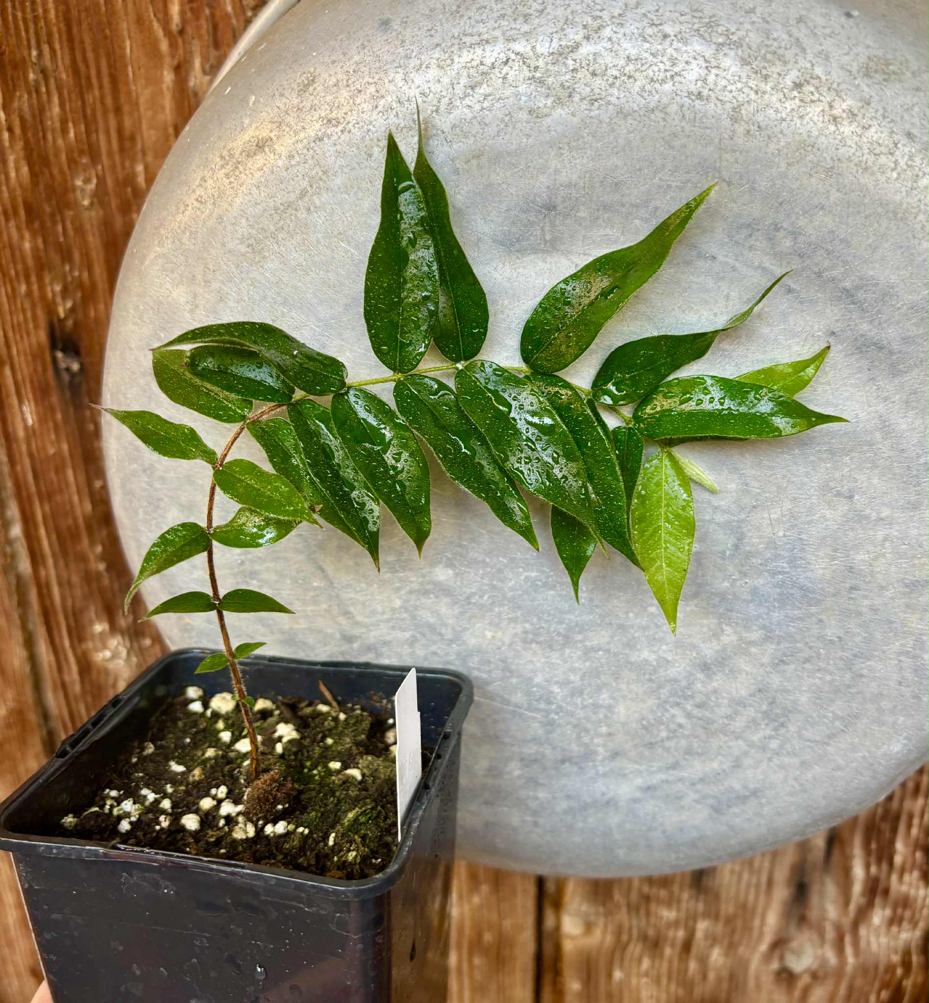 Beach Cambuca (Myrciaria strigipes) - 1 potted plant / 1 getopfte Pflanze