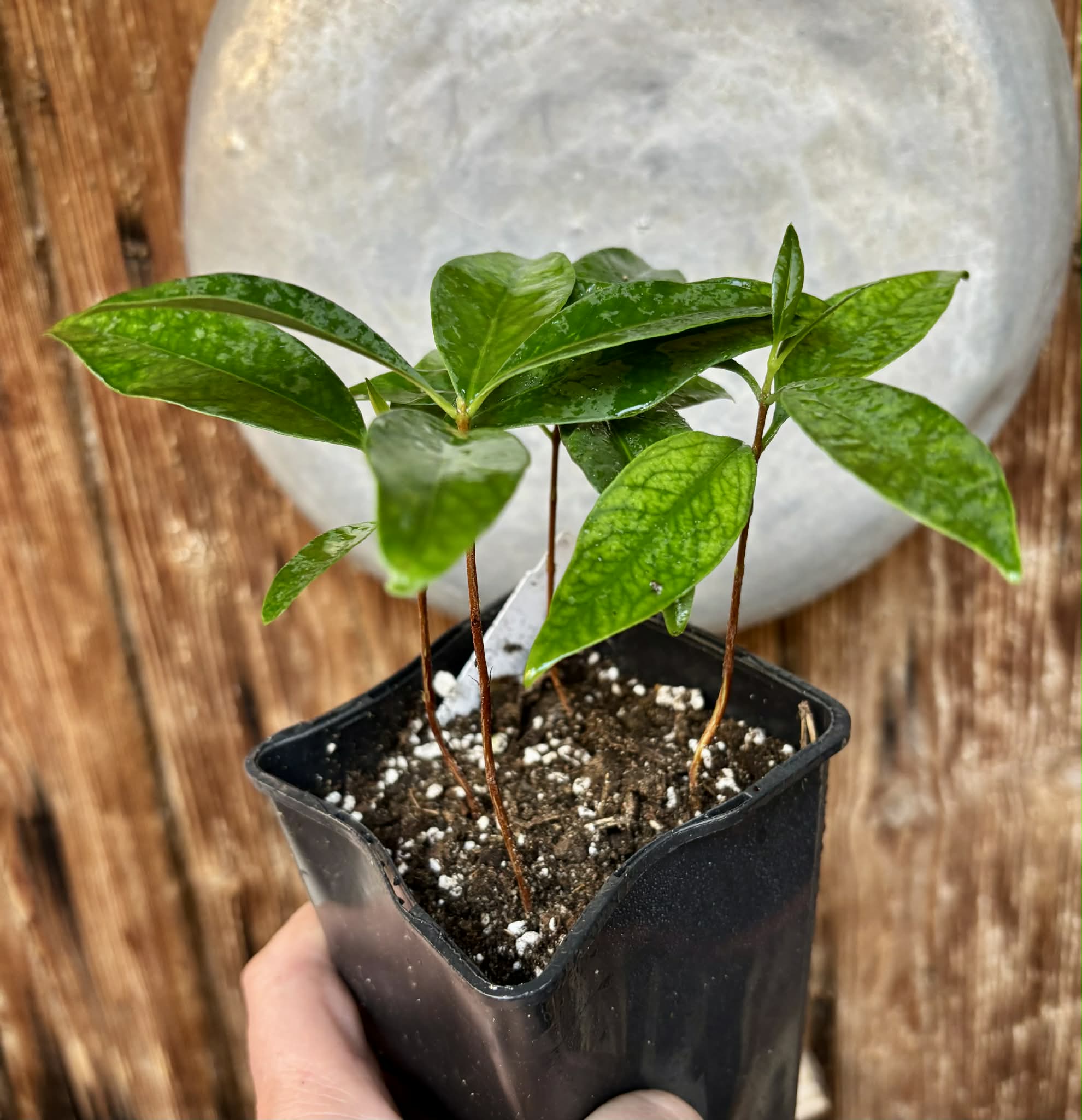 4 in 1 pot - Grumixama-açu (Eugenia villae-novae) - 1 potted seedling / 1 getopfter Sämling Kopie