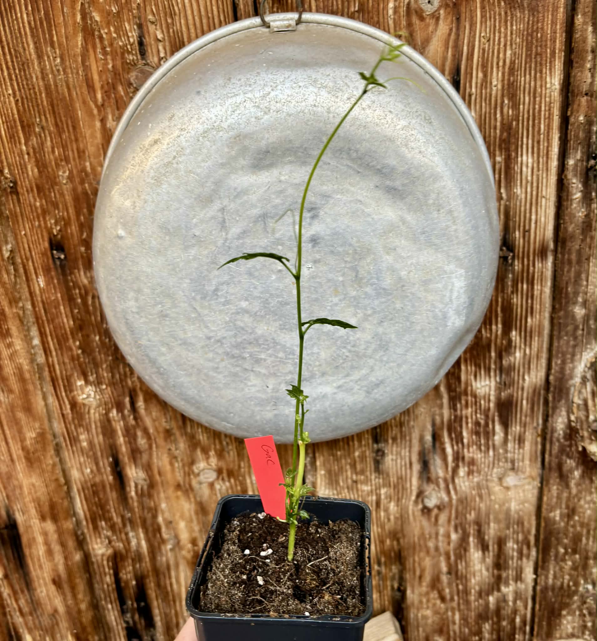 Momordica cochinchinensis - Gac fruit - 1 potted plant / 1 getopfte Pflanze