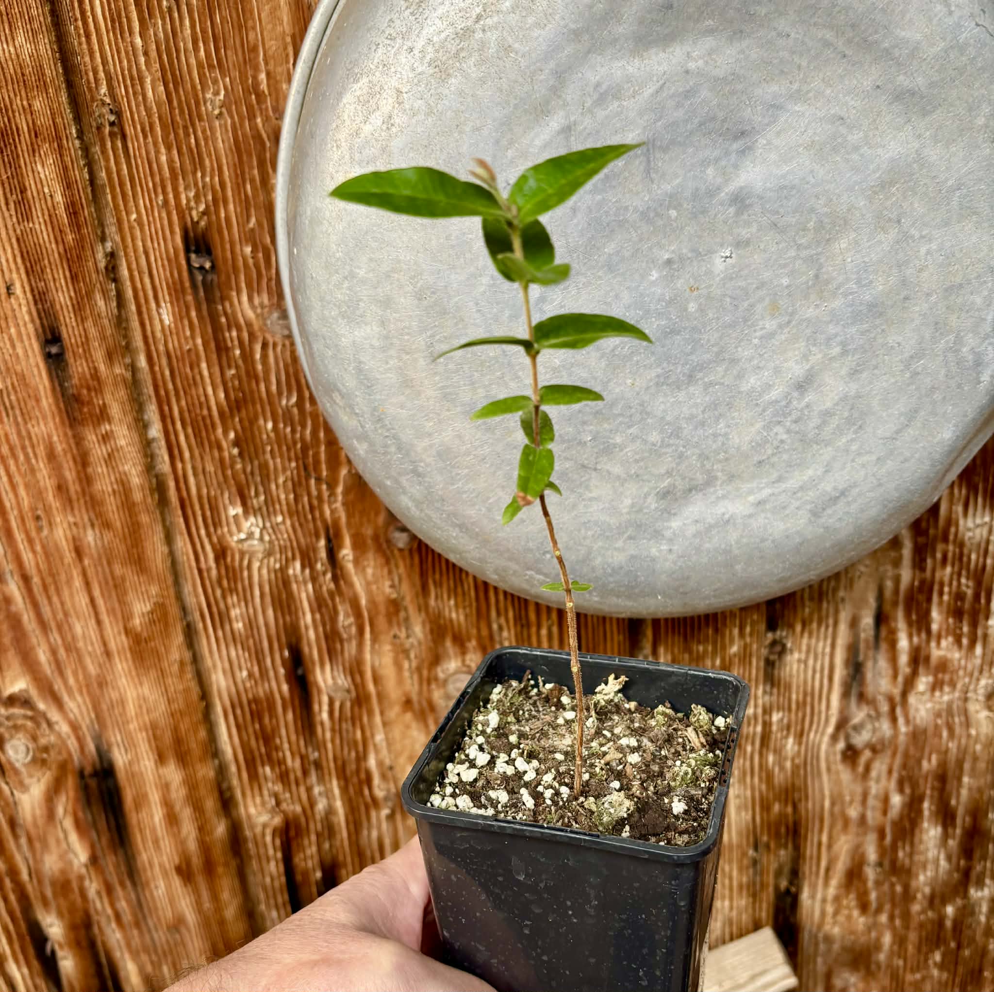 Myrciaria caerulescens (Roxa - Blue Guaquiea) - 1 potted seedling / 1 getopfter Sämling