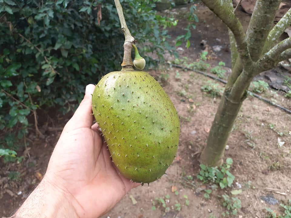 Annona montana var. Gaspar (Anestor Mezzomo) - 1 fresh seed / 1 frischer Samen