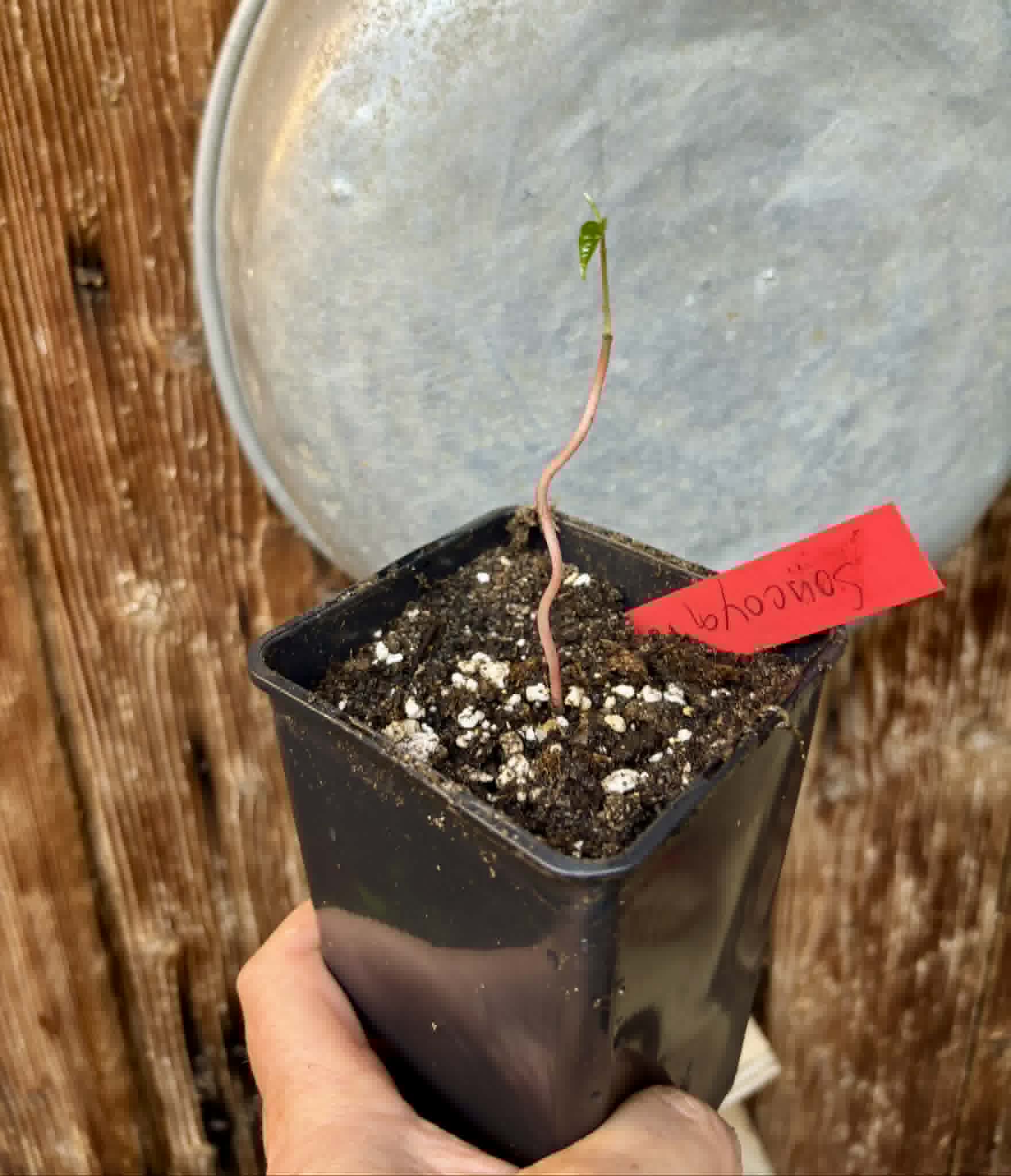 Annona purpurea - Soncoya - 1 potted plant / 1 getopfte Pflanze