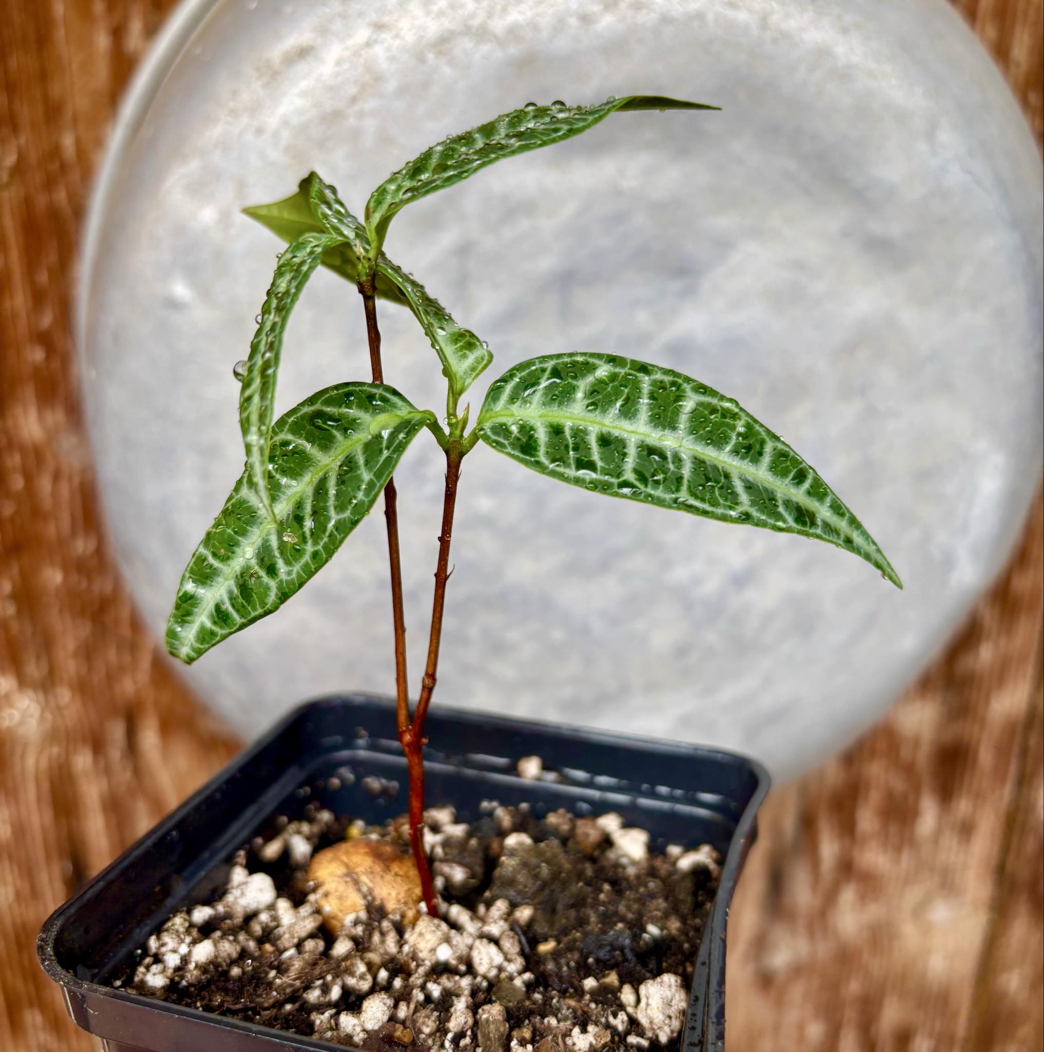 Eugenia sp Labisia Nr. D -  1 potted plant / 1 getopfte Pflanze