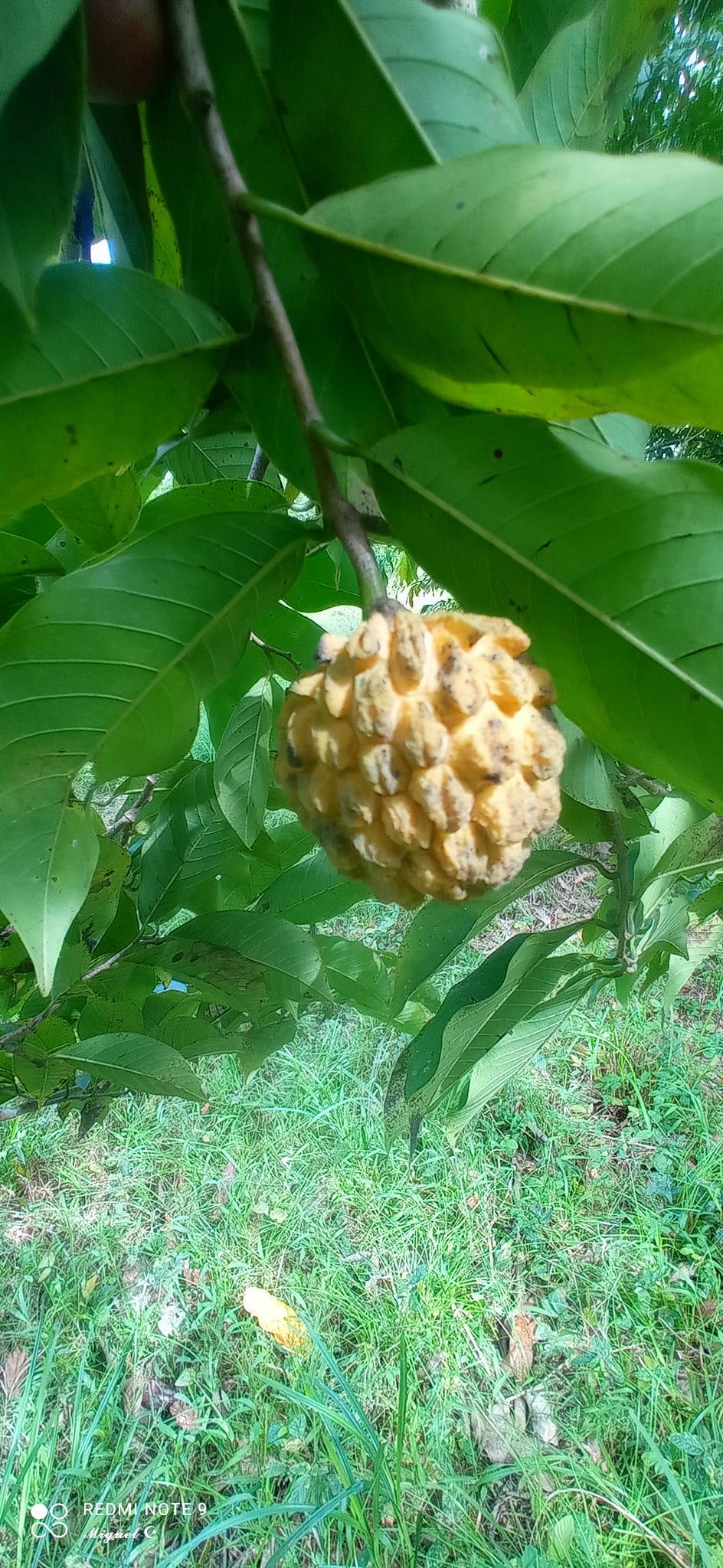 Annona rensoniana  - 3 fresh seeds / 3 frische Samen